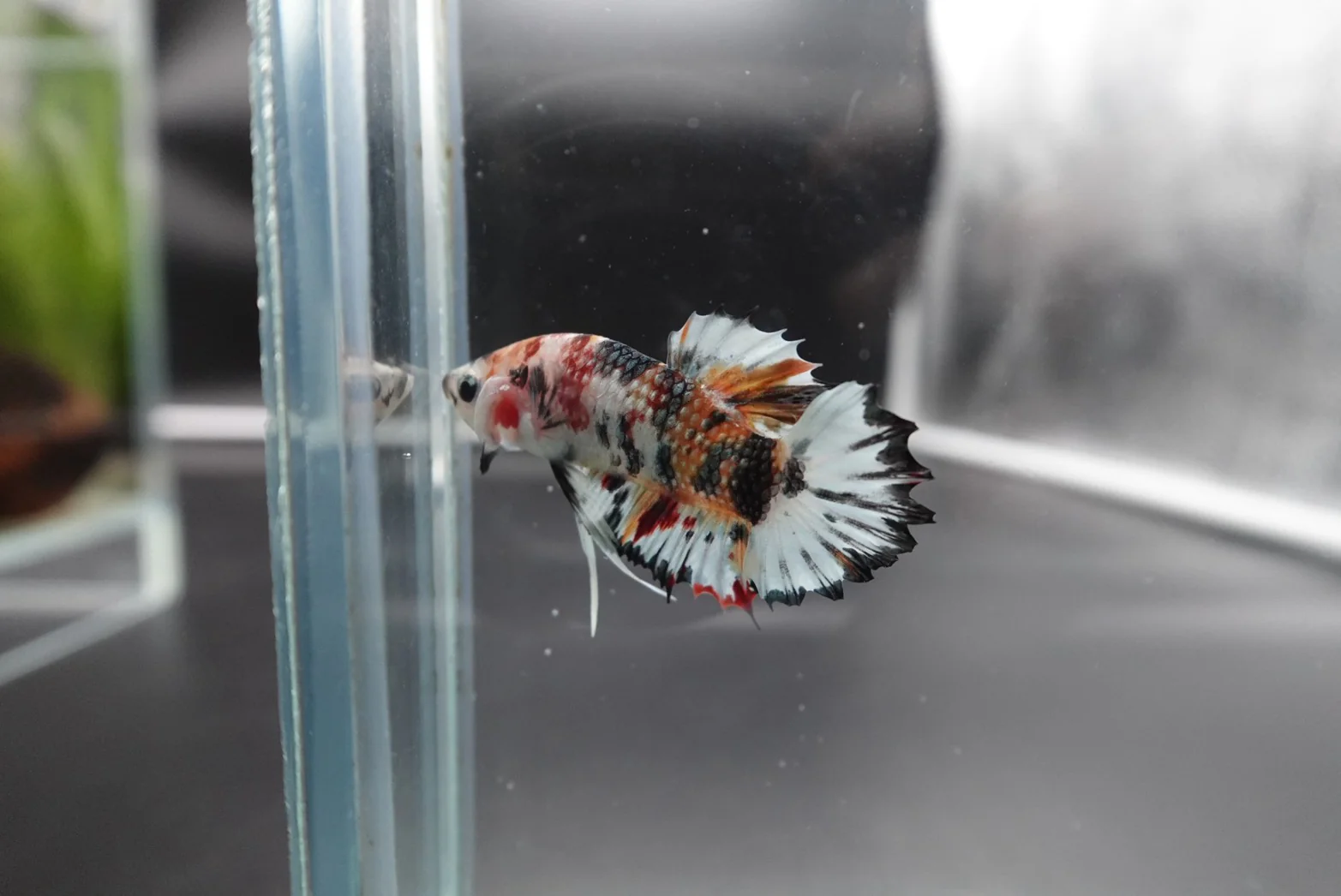 Rare CTPK Multicolor Betta Fish (Male) - Image 2