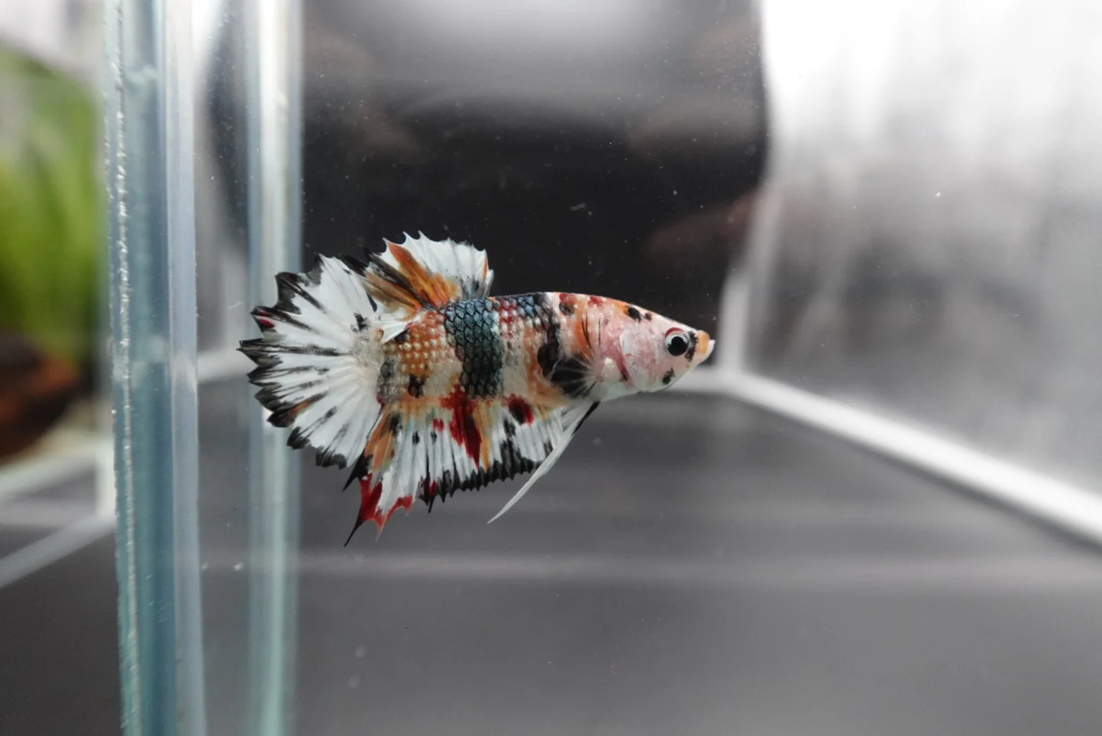Rare CTPK Multicolor Betta Fish (Male) - Image 3