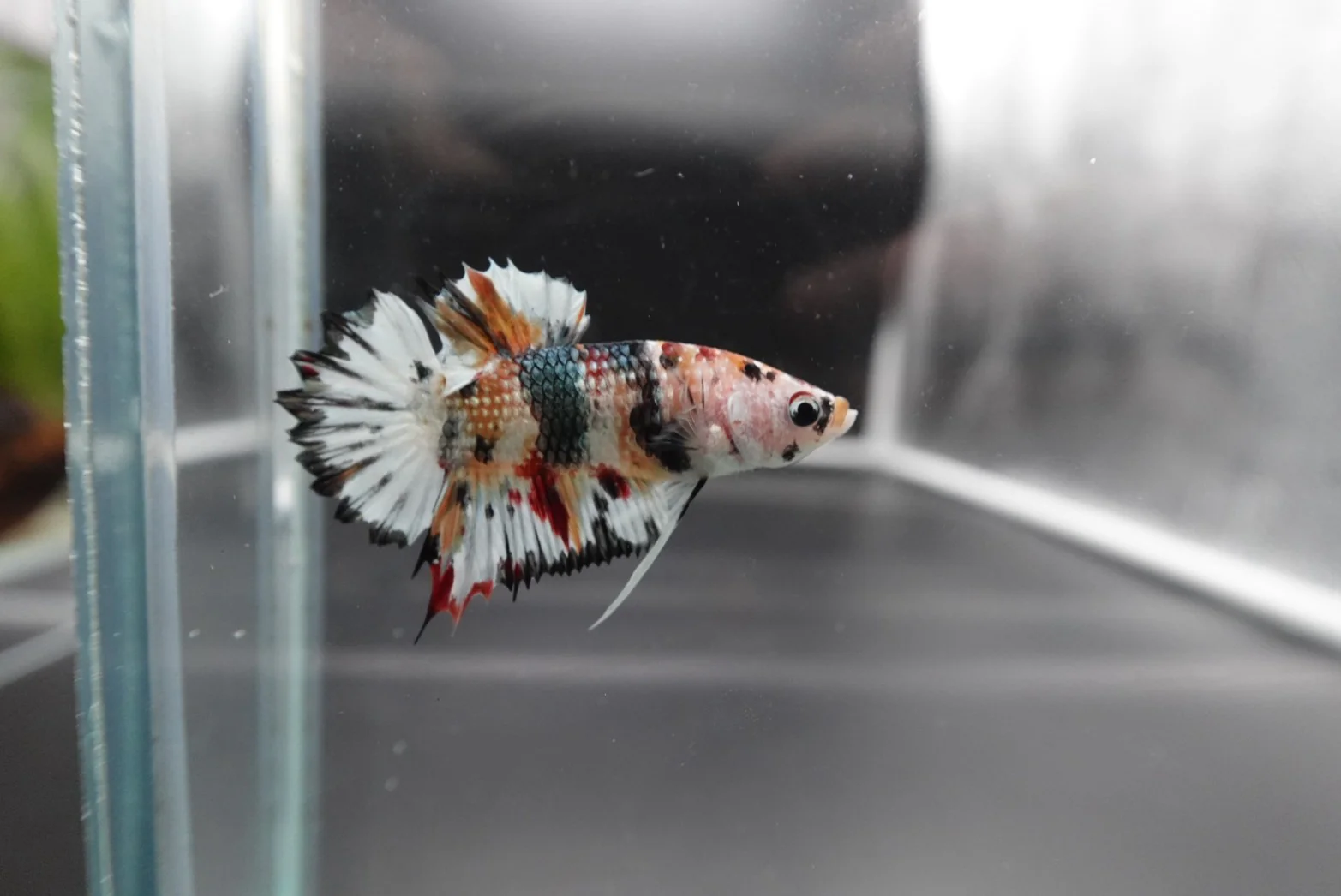 Rare CTPK Multicolor Betta Fish (Male) - Image 4