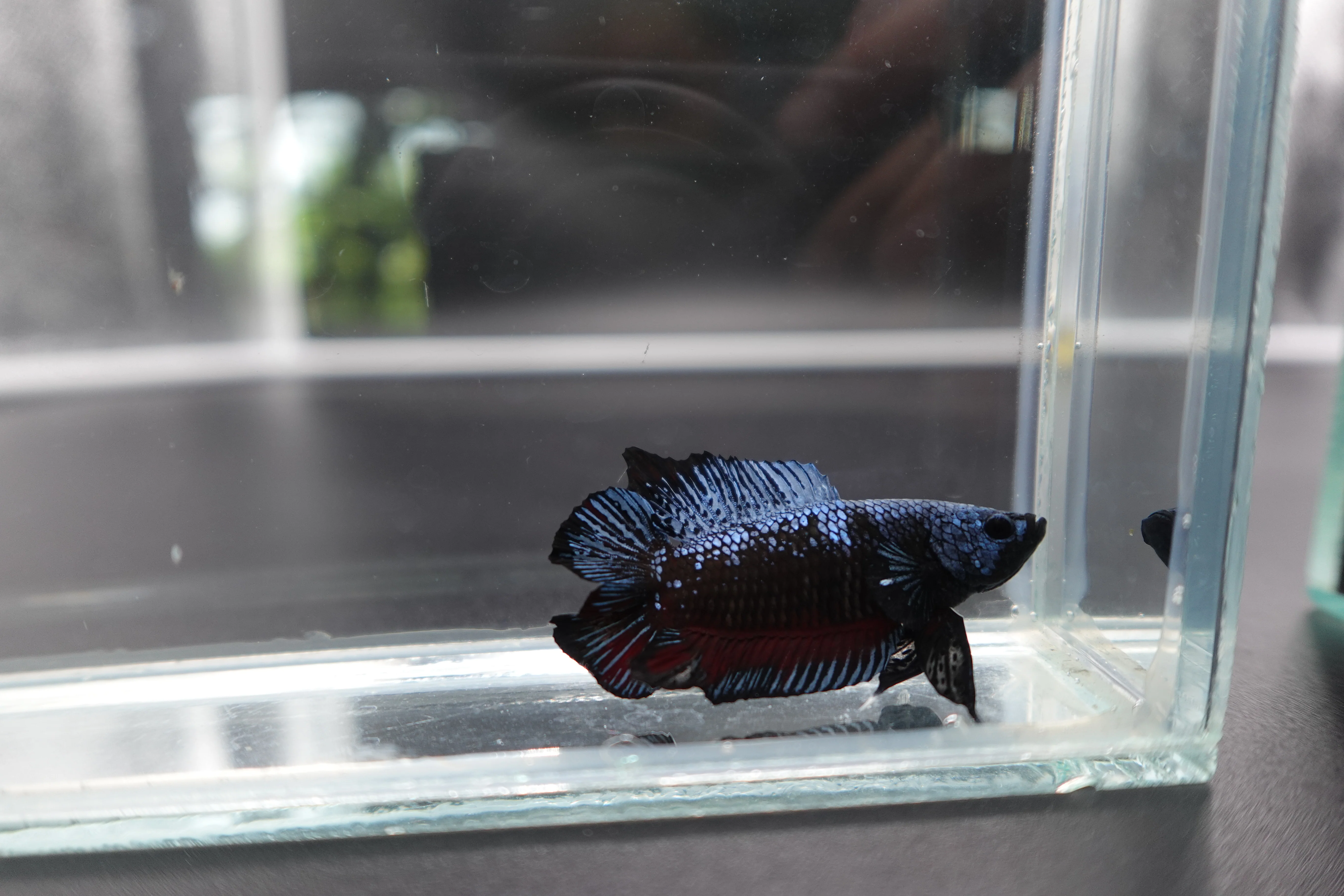 Rare Double Tail Blue Samurai Betta Fish (MALE) - Image 3