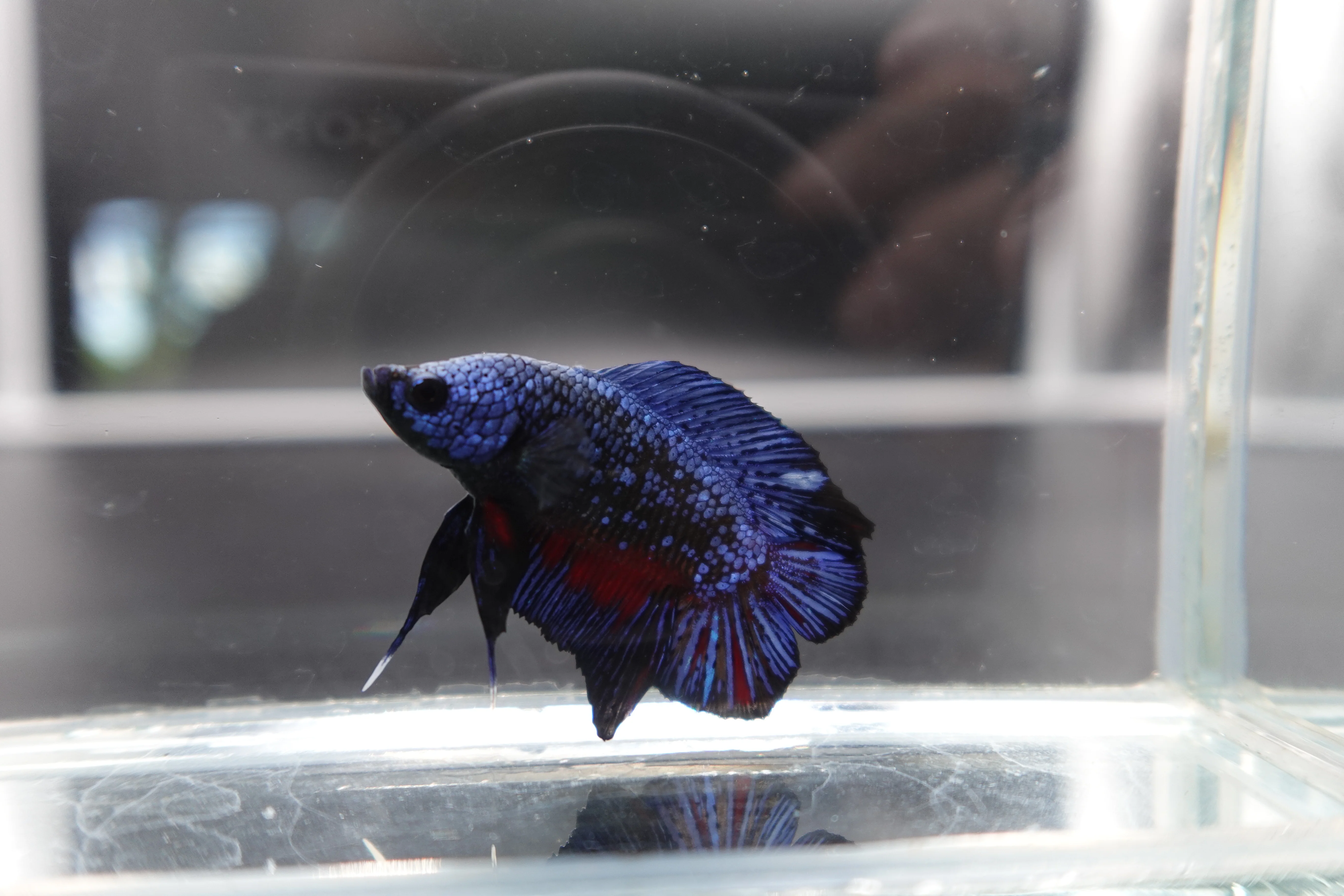 Rare Double Tail Blue Samurai Betta Fish (MALE) - Image 2