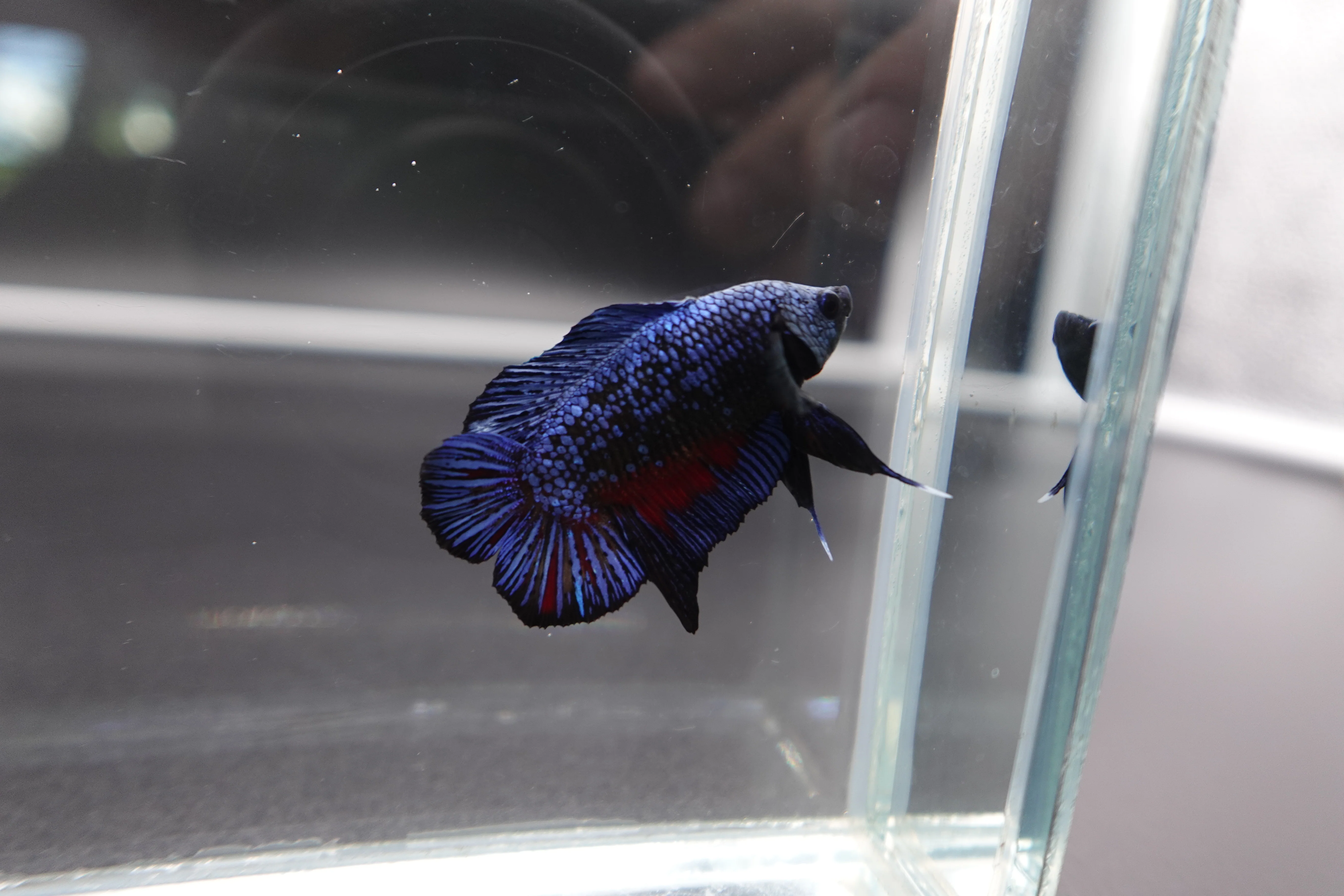 Rare Double Tail Blue Samurai Betta Fish (MALE) - Image 3