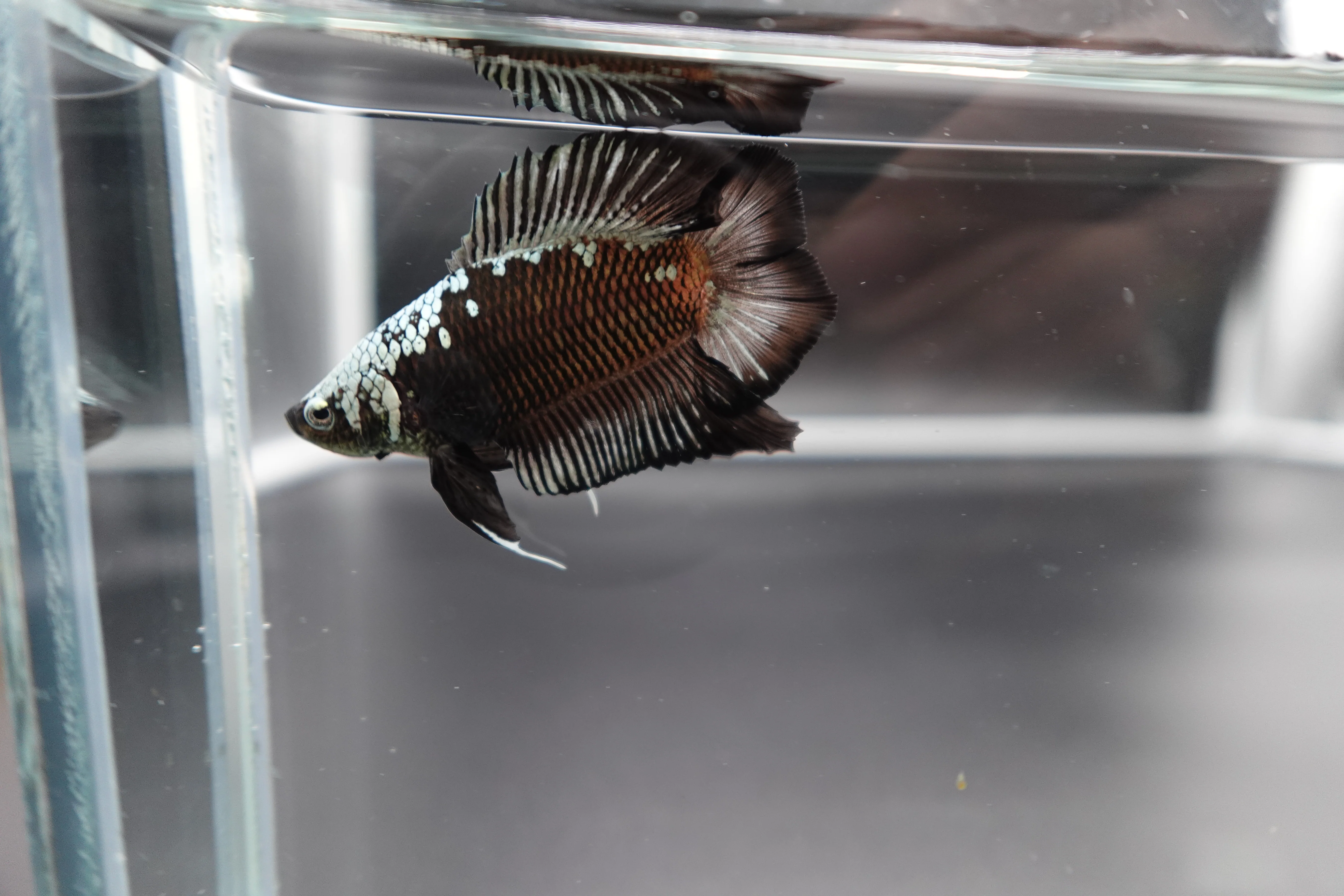 Rare Double Tail Copper Samurai Betta Fish (MALE) - Image 2