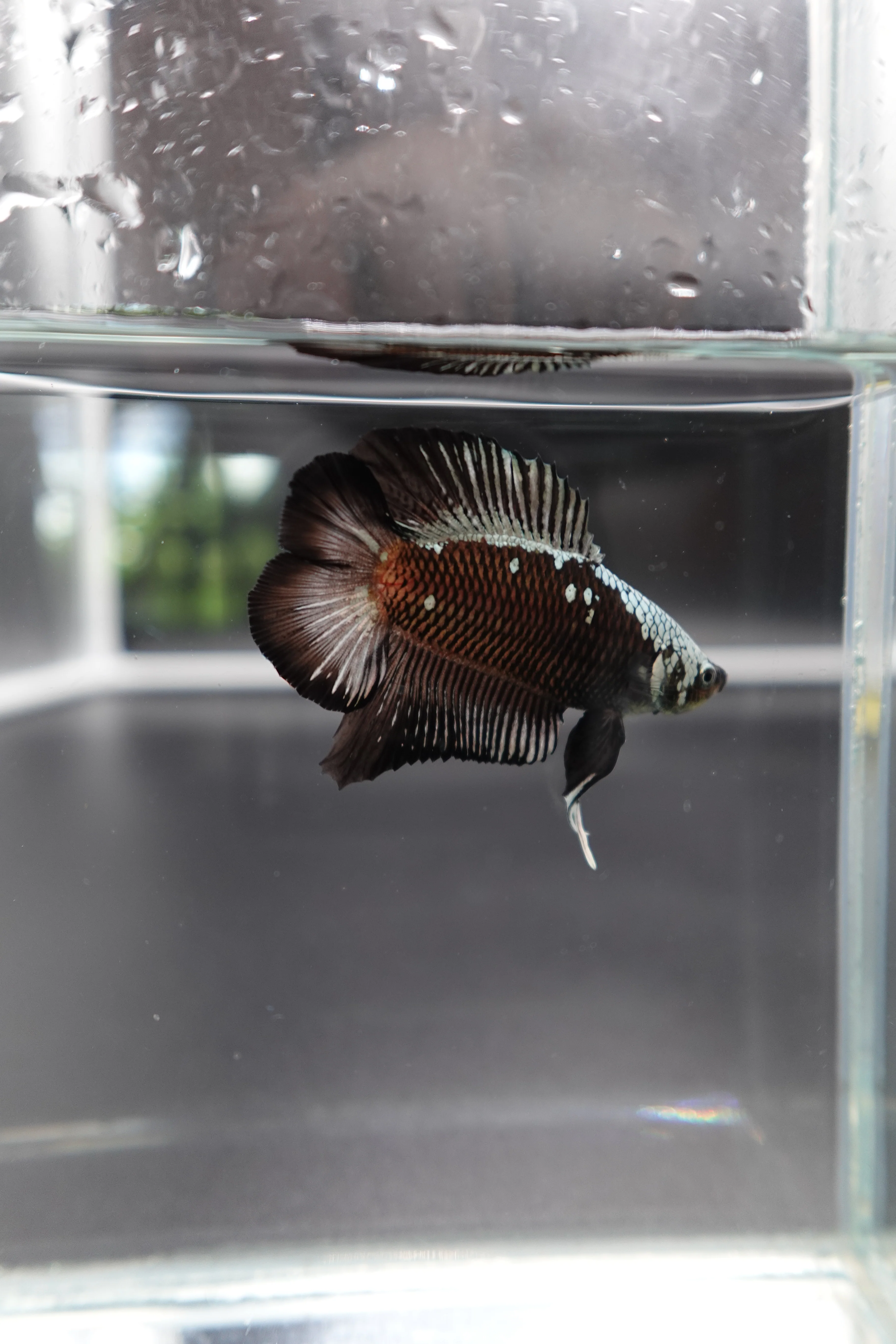 Rare Double Tail Copper Samurai Betta Fish (MALE) - Image 3