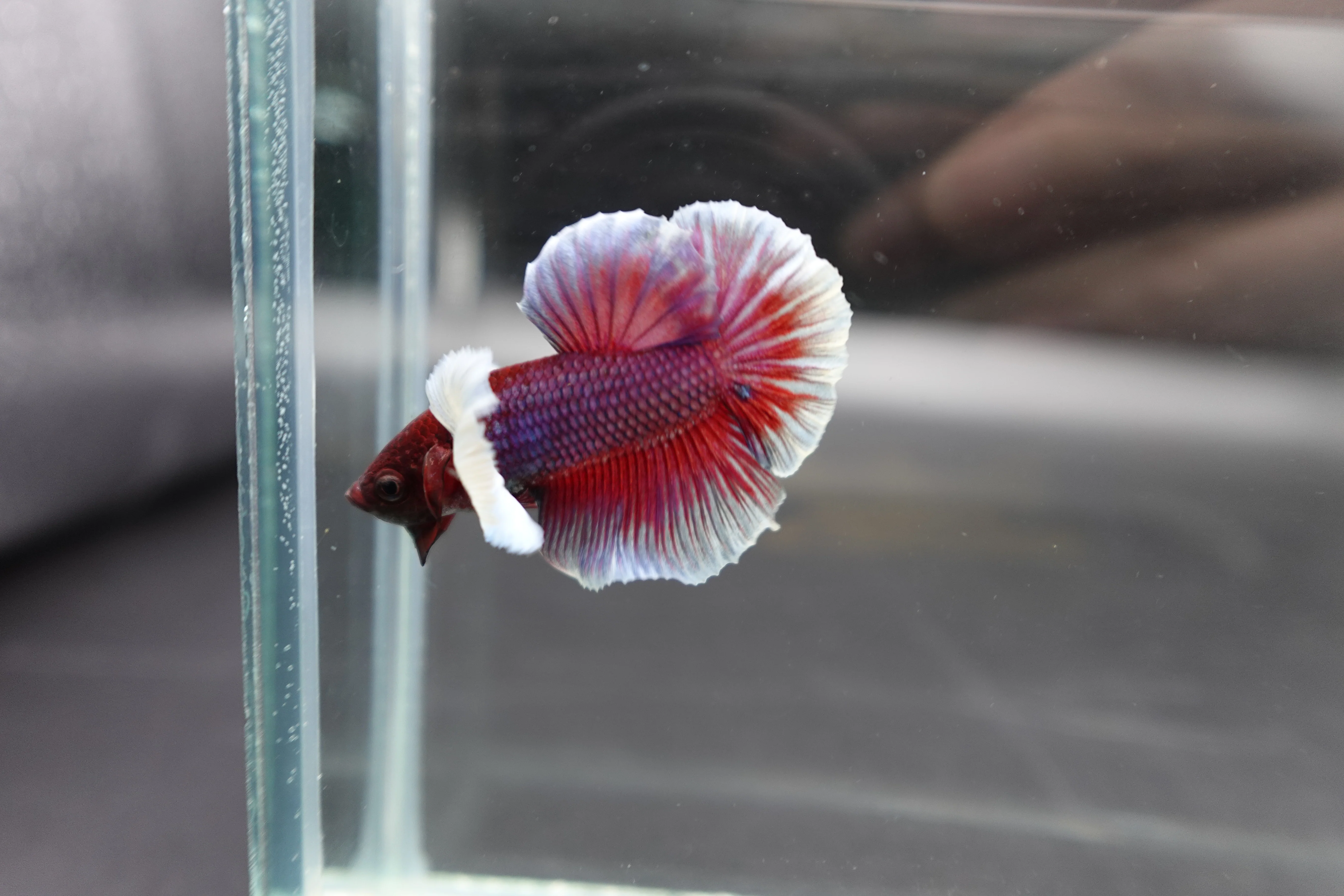 Rare Dumbo Crimson Red Betta Fish (Male) - Image 2