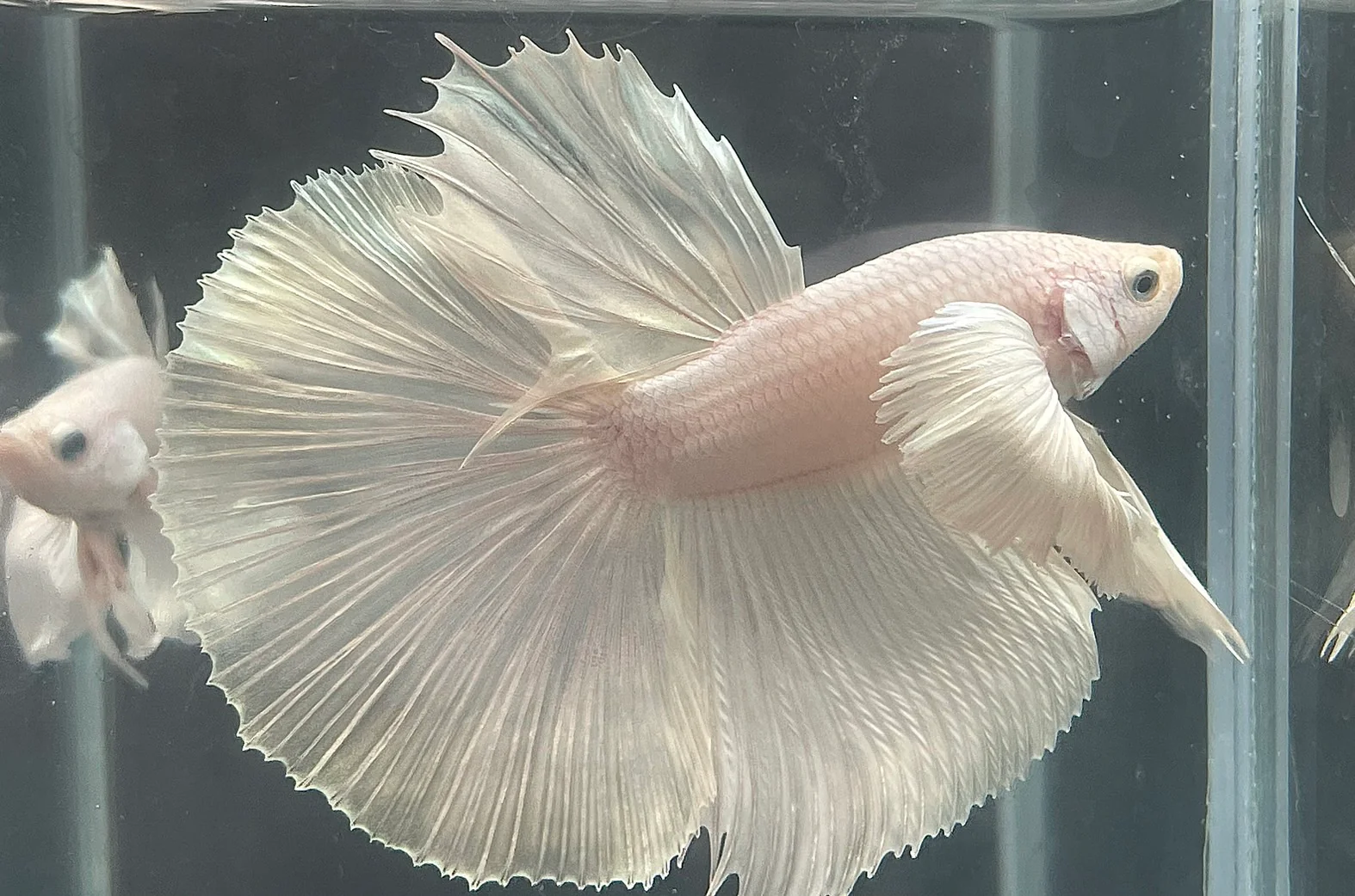 Rare Dumbo Halfmoon Platinum Betta Fish (Male) - Image 2