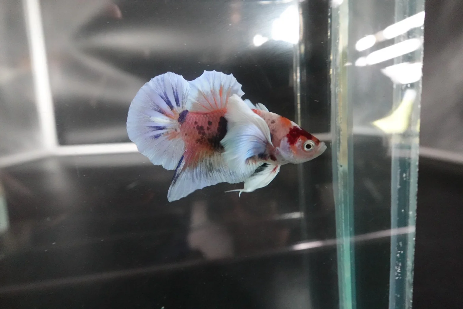 Rare Dumbo Koi Betta Fish (Male) - Image 2