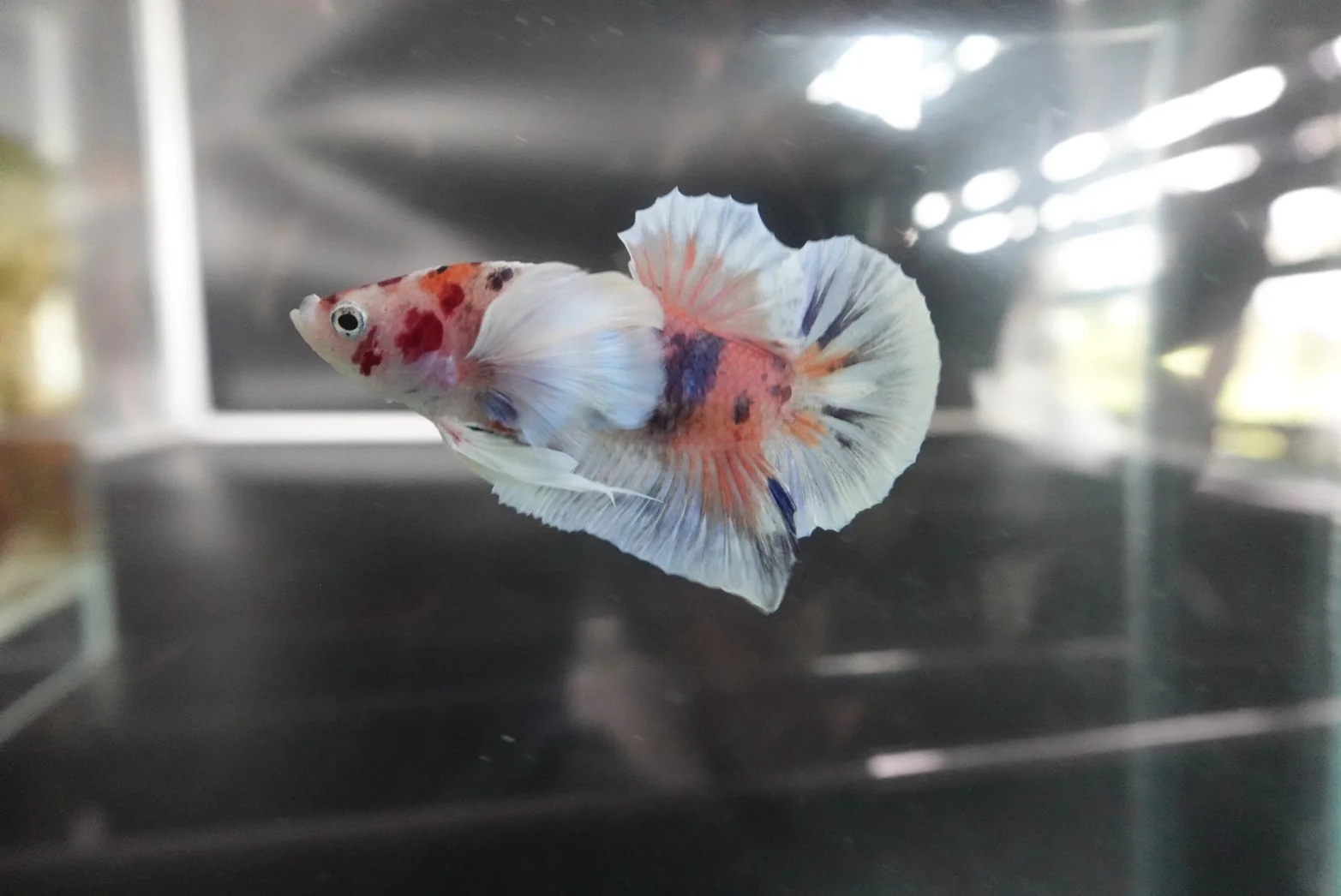 Rare Dumbo Koi Betta Fish (Male) - Image 3