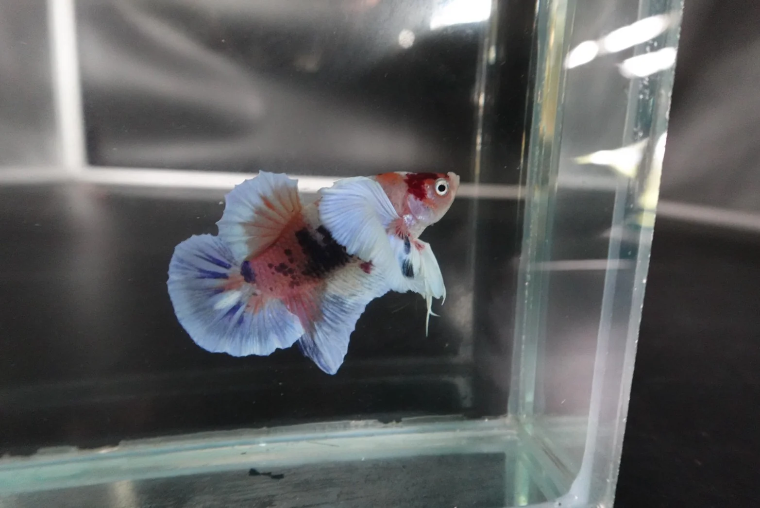 Rare Dumbo Koi Betta Fish (Male) - Image 4