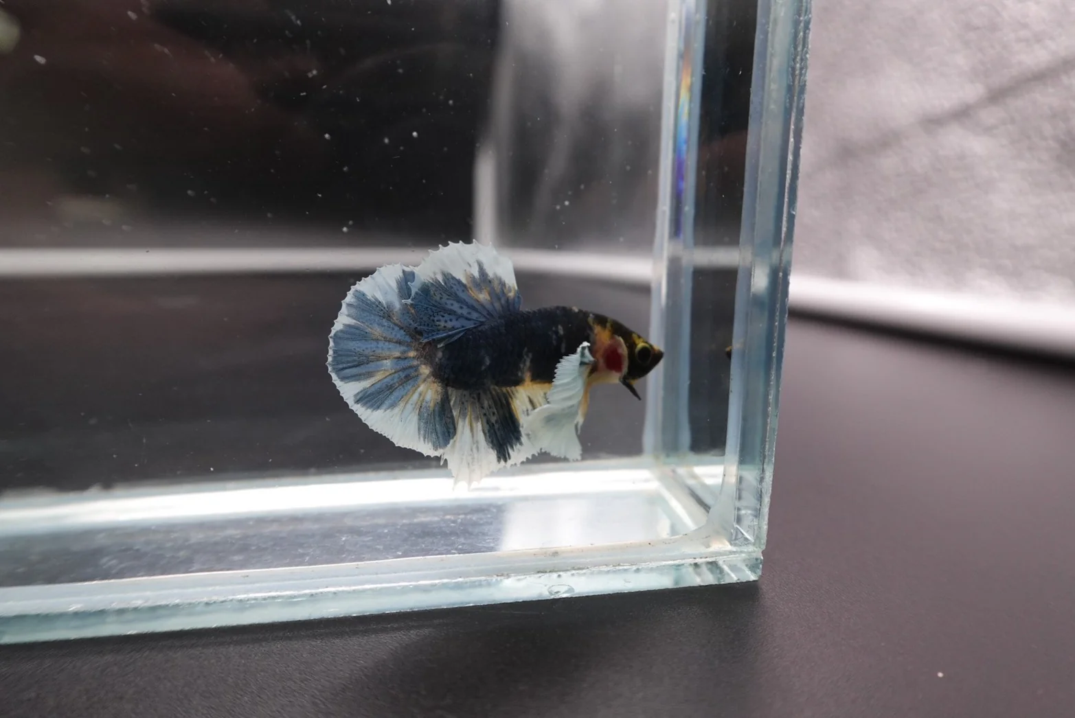 Rare Dumbo Multicolor Betta Fish (Male) - Image 2
