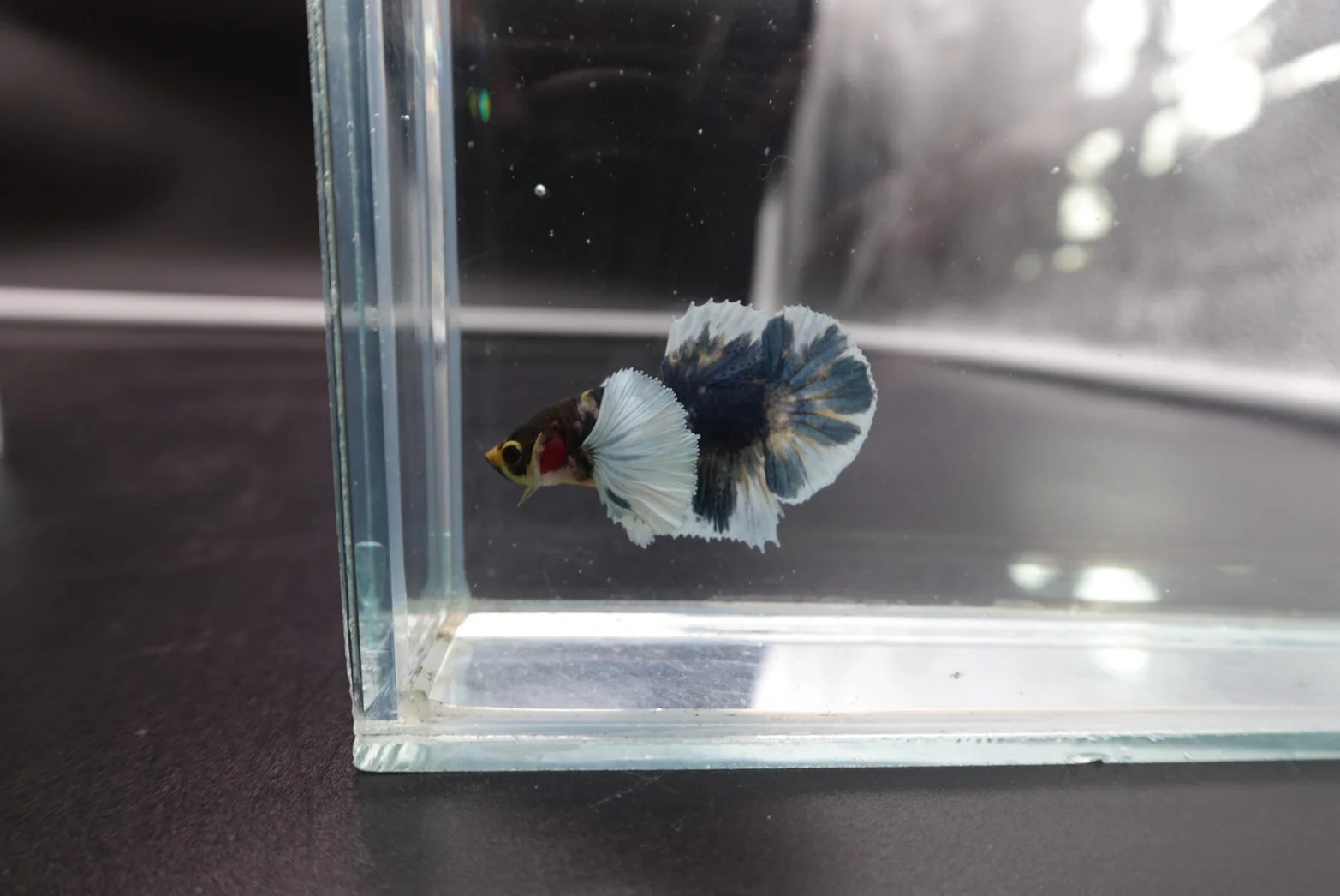 Rare Dumbo Multicolor Betta Fish (Male) - Image 3