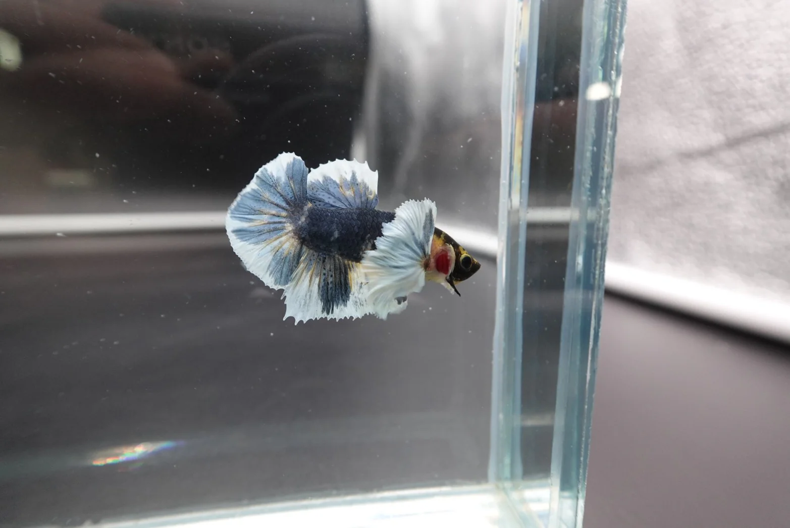 Rare Dumbo Multicolor Betta Fish (Male) - Image 4