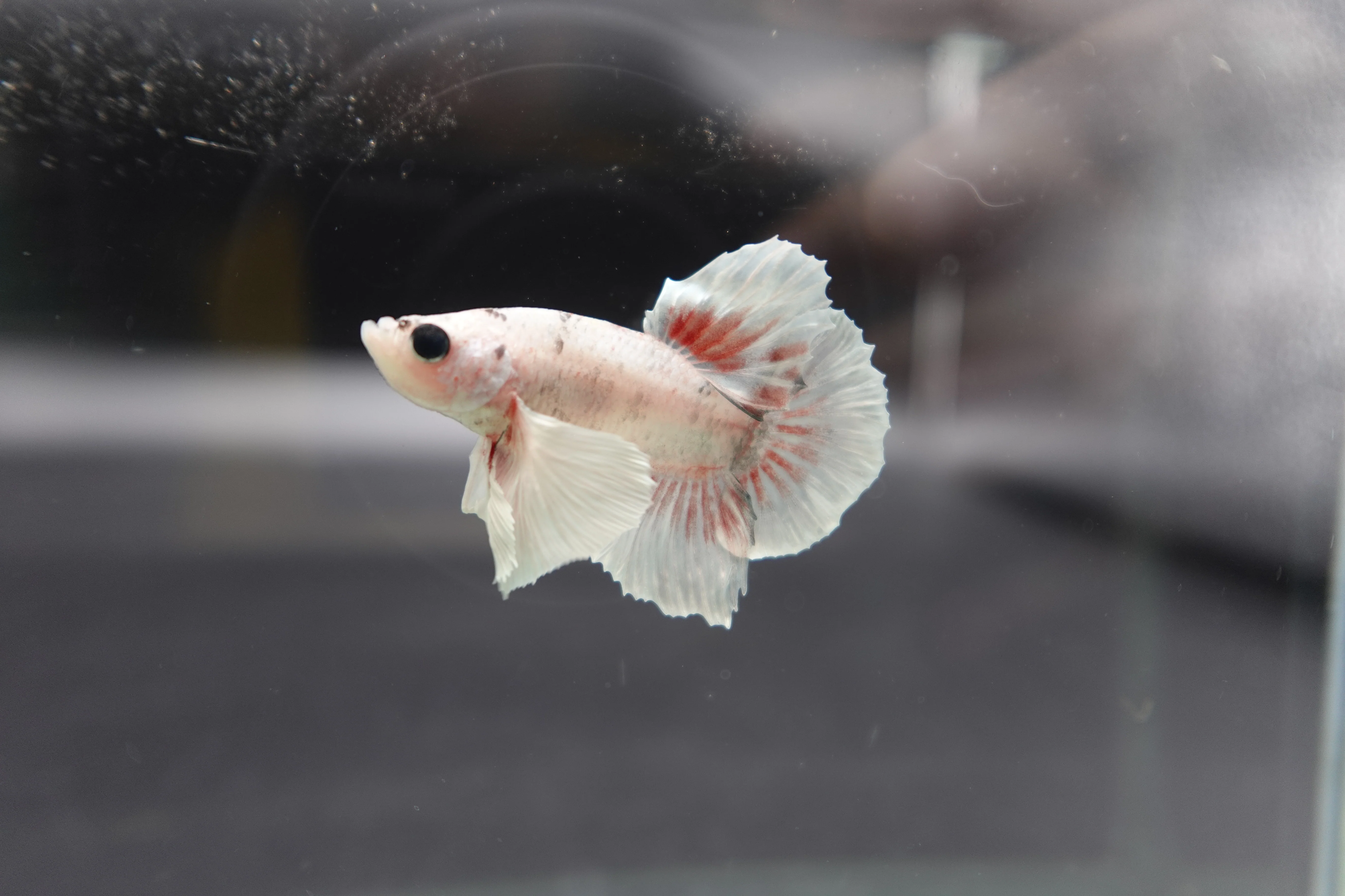 Rare Dumbo Smokey Red Betta Fish (Male) - Image 2