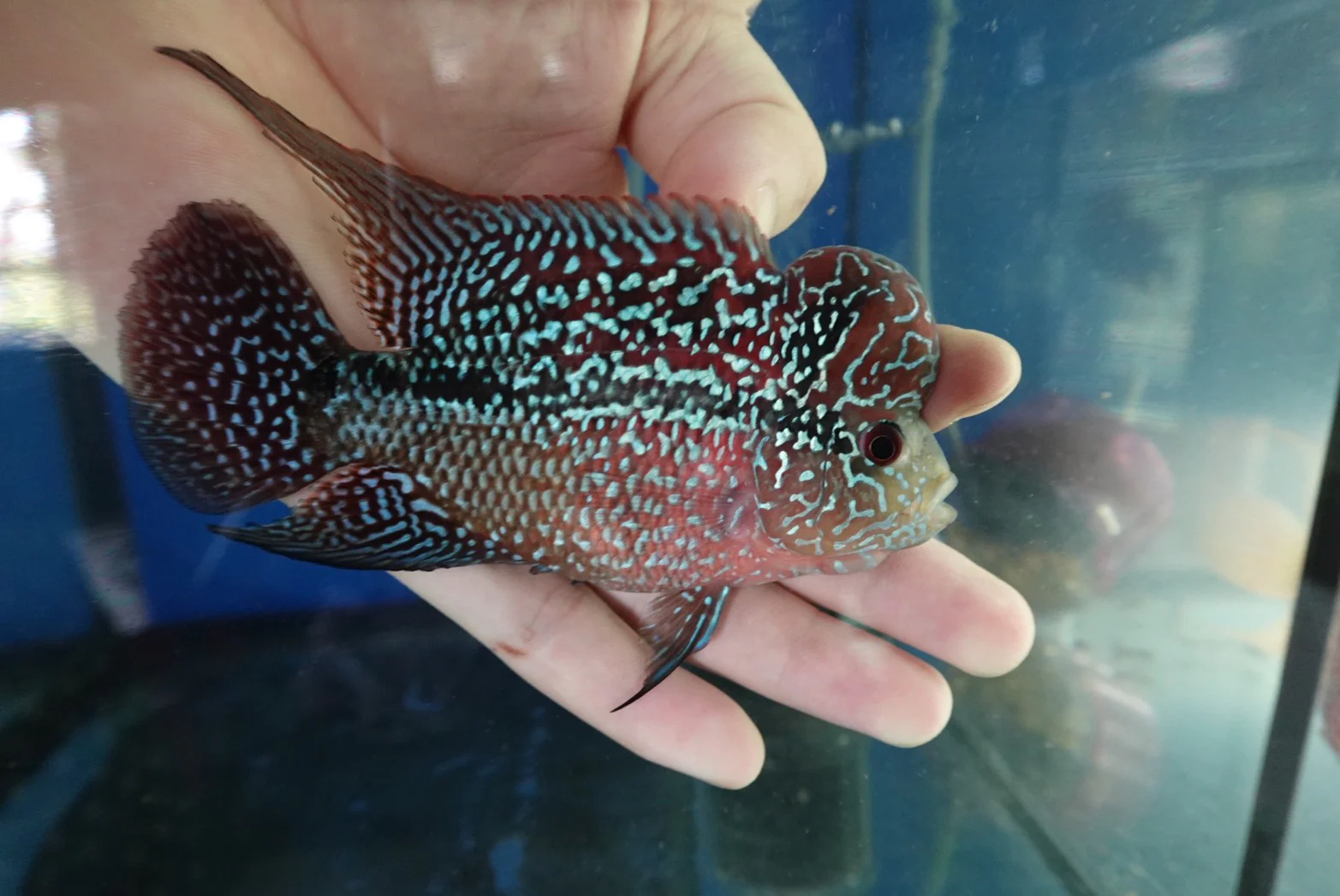Rare Flowerhorn (F3) - 4 inch - Image 2