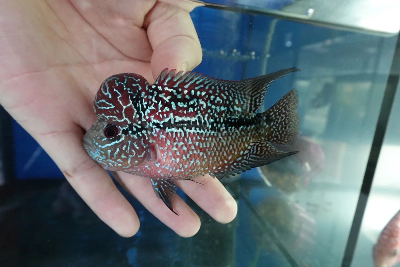 Rare Flowerhorn (F3) - 4 inch - Image 3