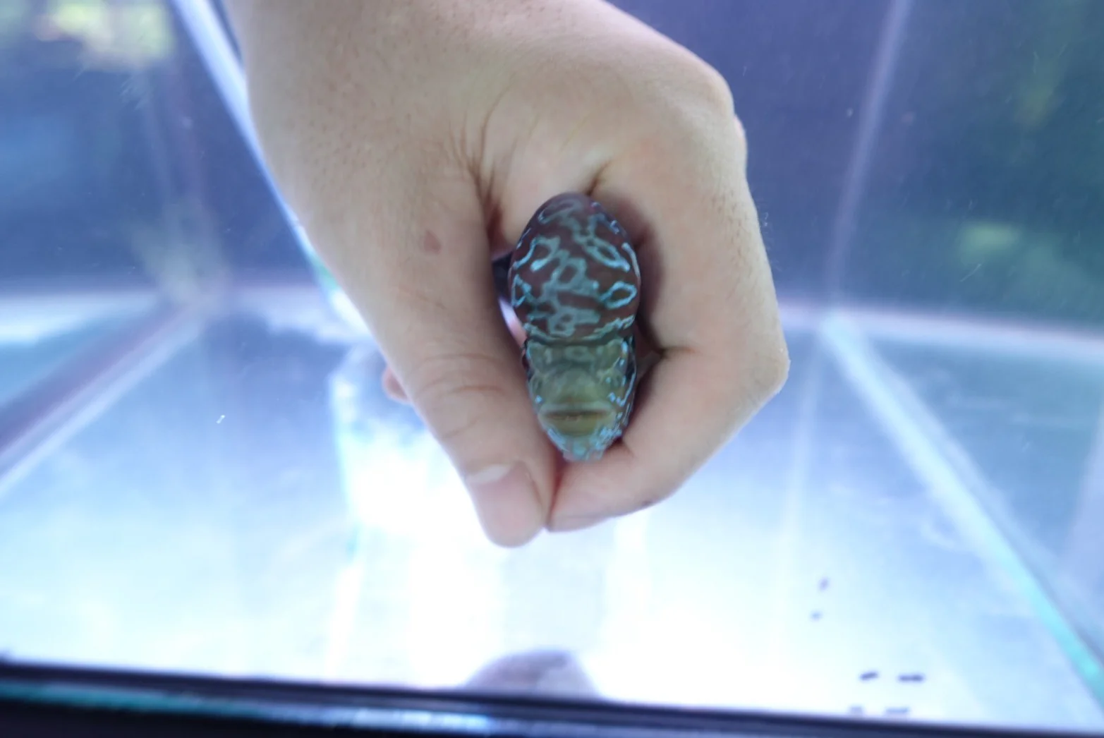 Rare Flowerhorn (F3) - 4 inch - Image 4