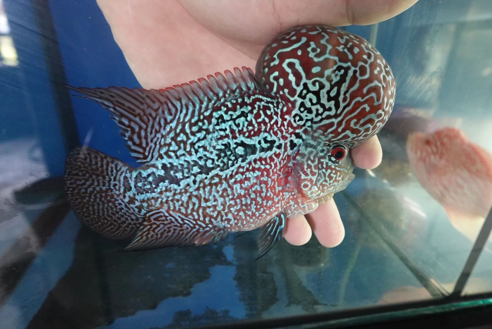 Rare Flowerhorn (F3) - 6 inch - Image 2