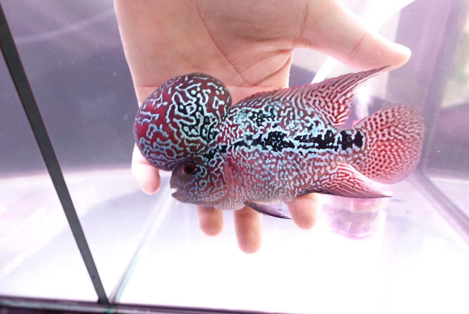 Rare Flowerhorn (F3) - 6 inch - Image 3