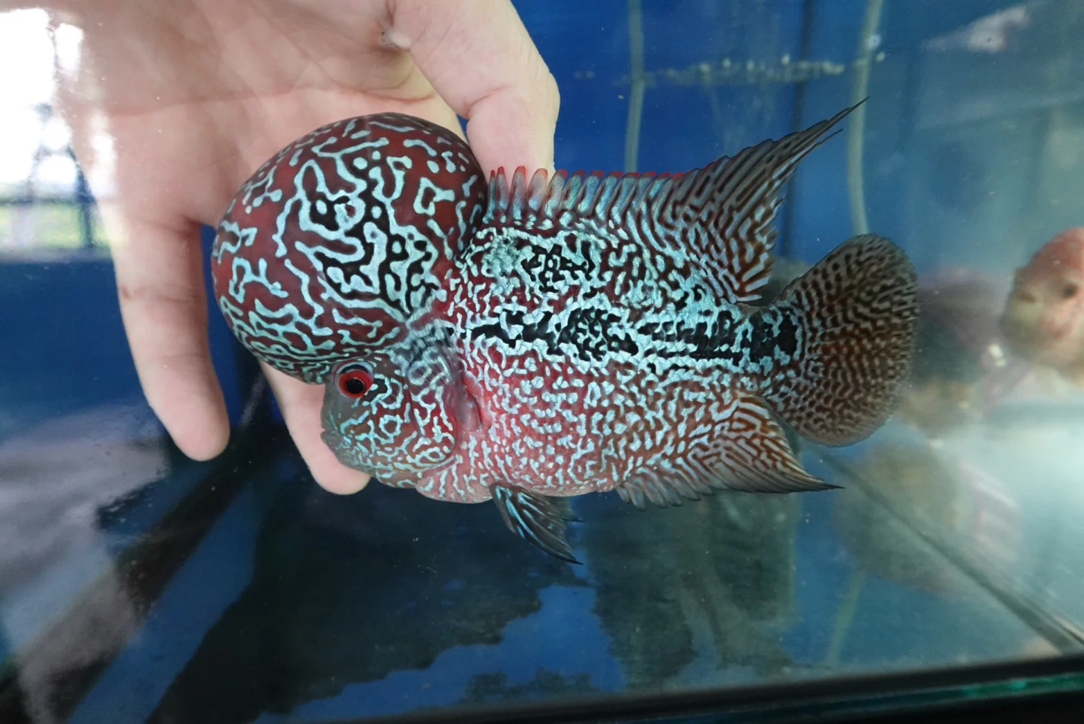 Rare Flowerhorn (F3) - 6 inch - Image 4