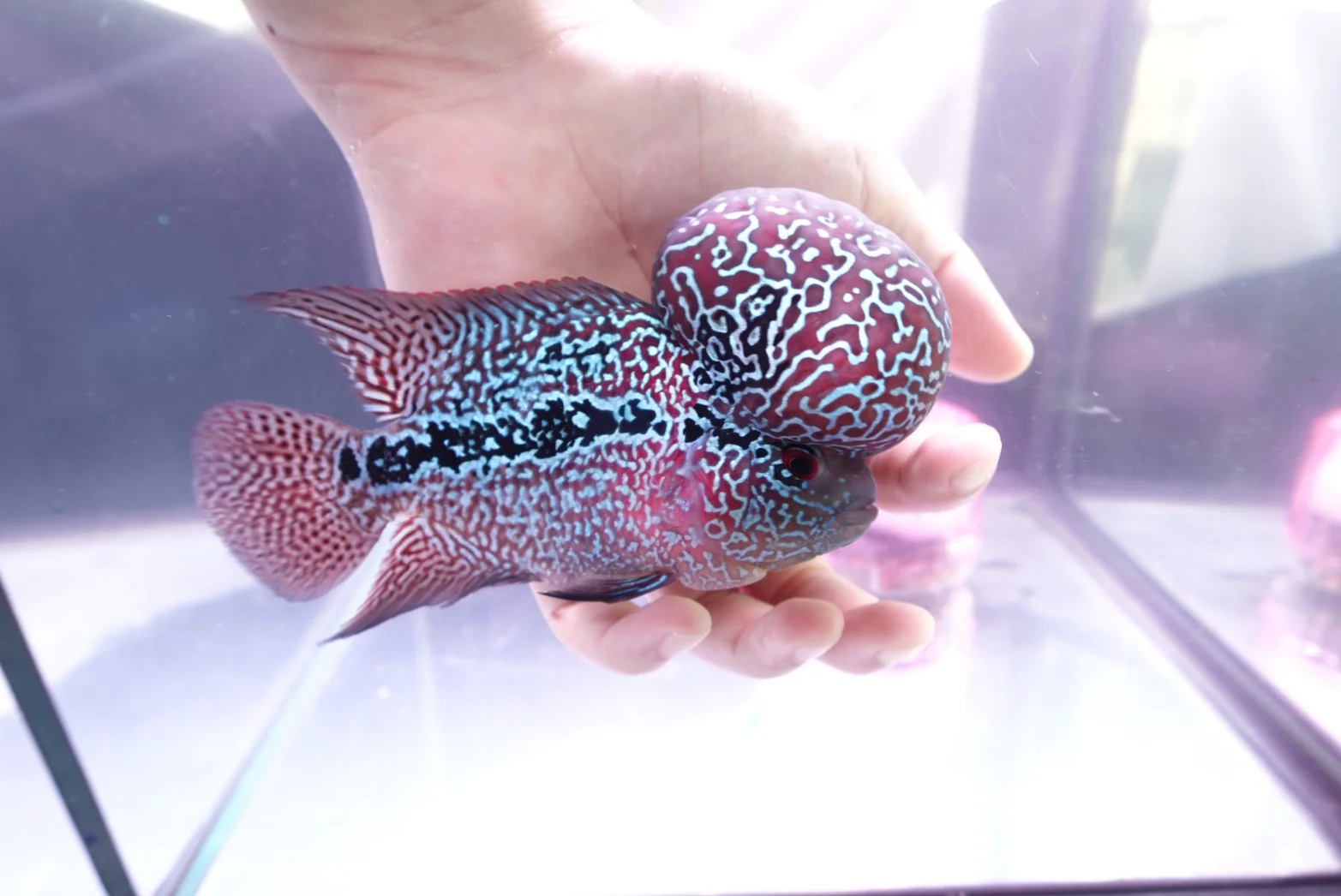 Rare Flowerhorn (F3) - 6 inch - Image 5