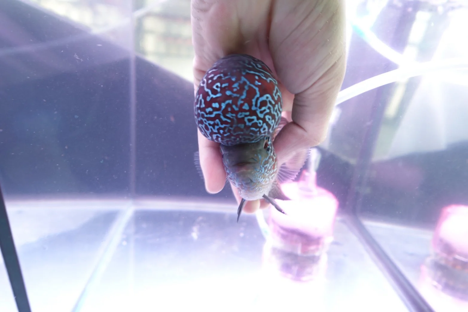 Rare Flowerhorn (F3) - 6 inch - Image 6