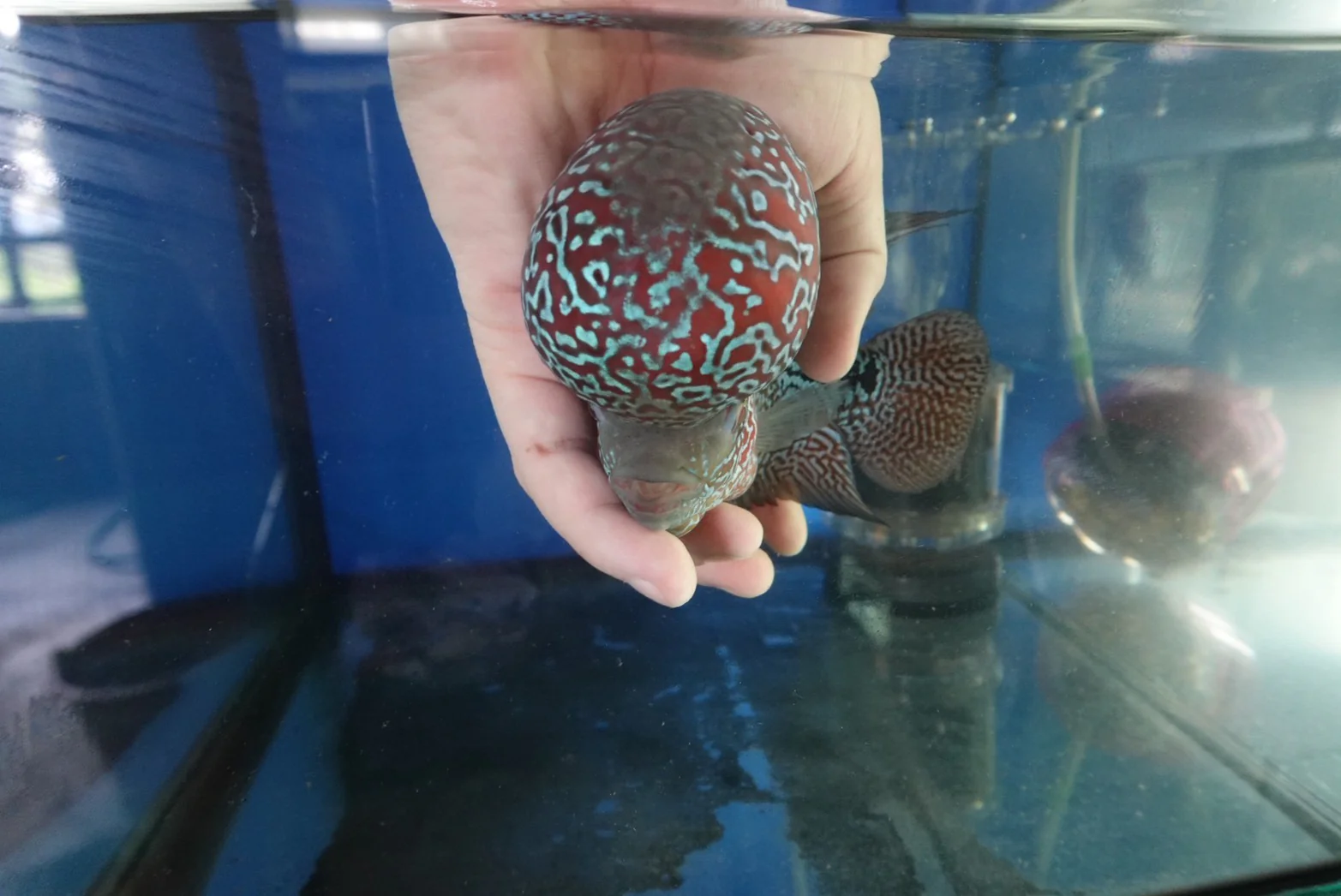 Rare Flowerhorn (F3) - 6 inch - Image 7