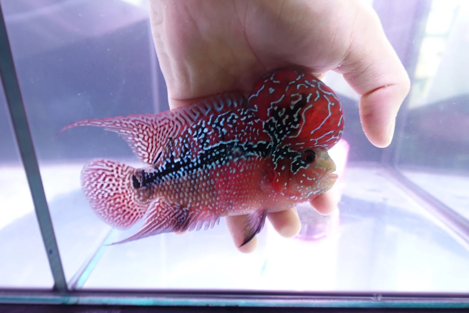 Rare Flowerhorn Two Tone (F3) - 6 inch - Image 2