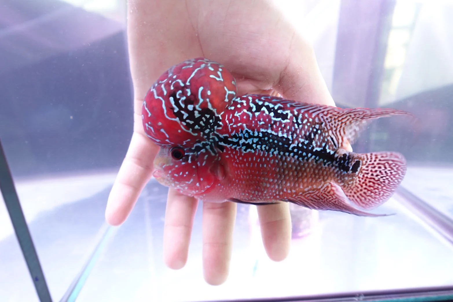 Rare Flowerhorn Two Tone (F3) - 6 inch - Image 4