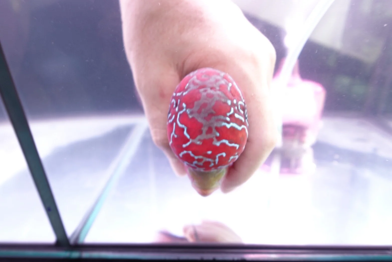 Rare Flowerhorn Two Tone (F3) - 6 inch - Image 5