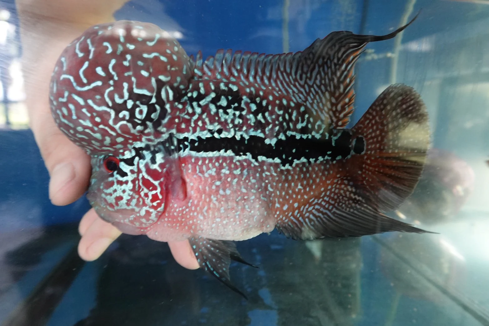 Rare Flowerhorn Two Tone (F3) - 6 inch - Image 2