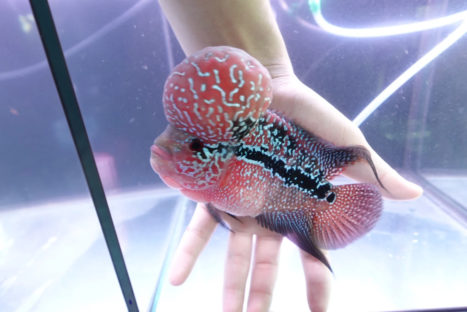 Rare Flowerhorn Two Tone (F3) - 6 inch - Image 3