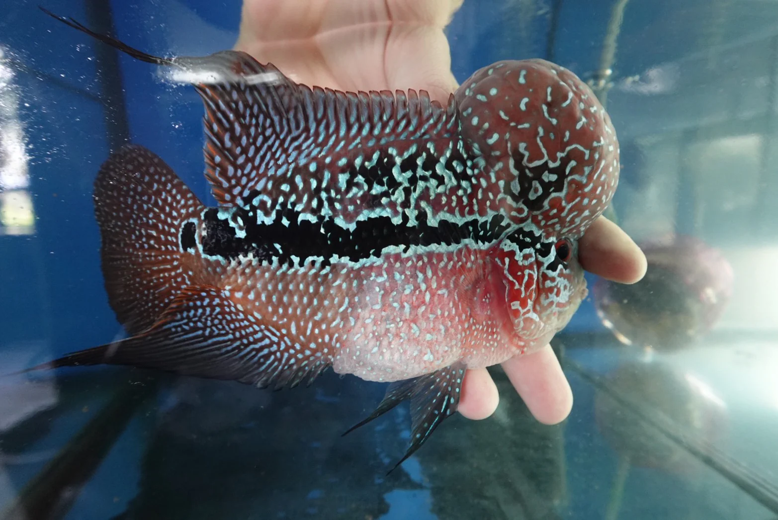 Rare Flowerhorn Two Tone (F3) - 6 inch - Image 4