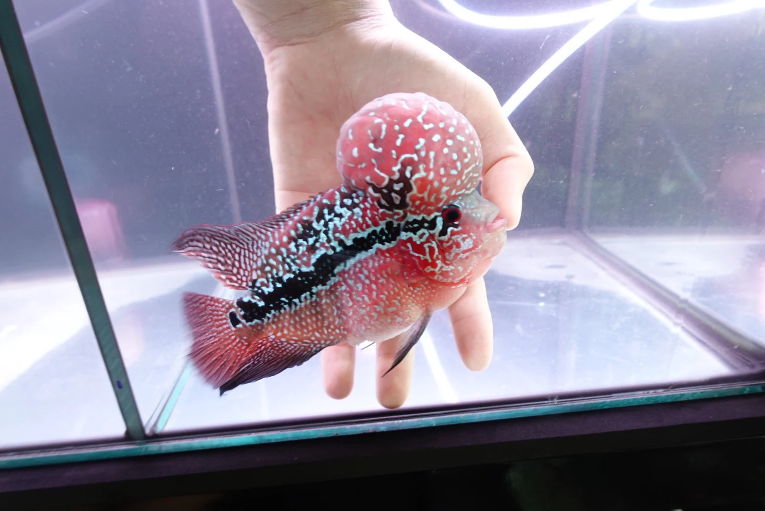 Rare Flowerhorn Two Tone (F3) - 6 inch - Image 5