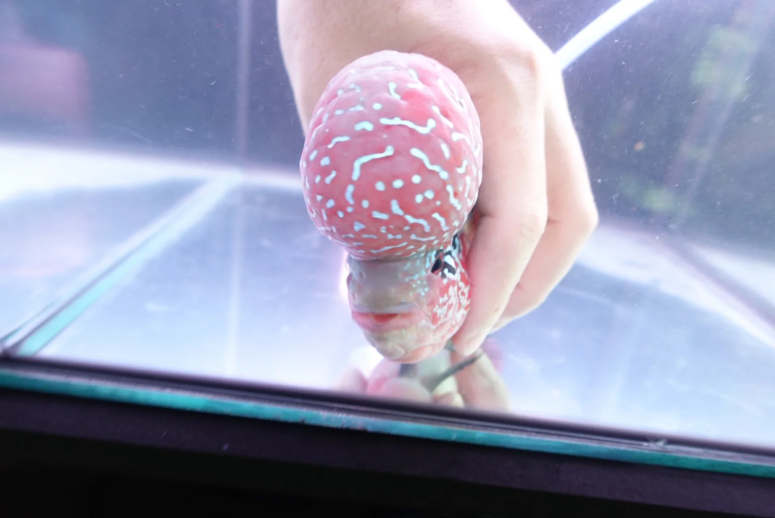 Rare Flowerhorn Two Tone (F3) - 6 inch - Image 6