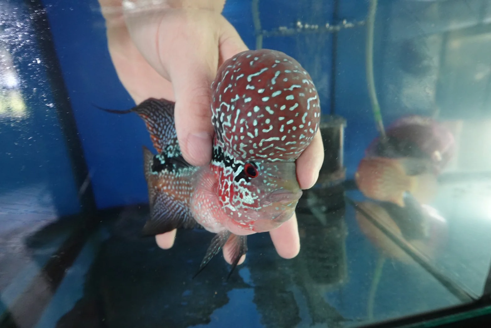 Rare Flowerhorn Two Tone (F3) - 6 inch - Image 7