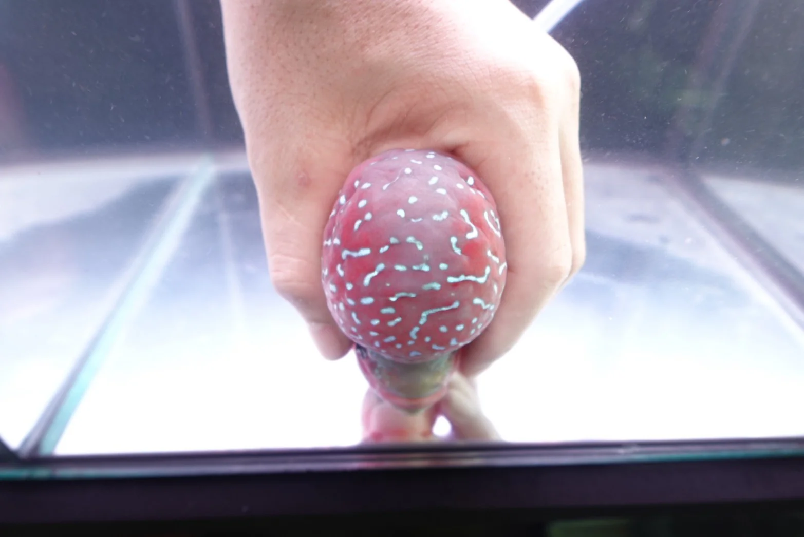 Rare Flowerhorn Two Tone (F3) - 6 inch - Image 8