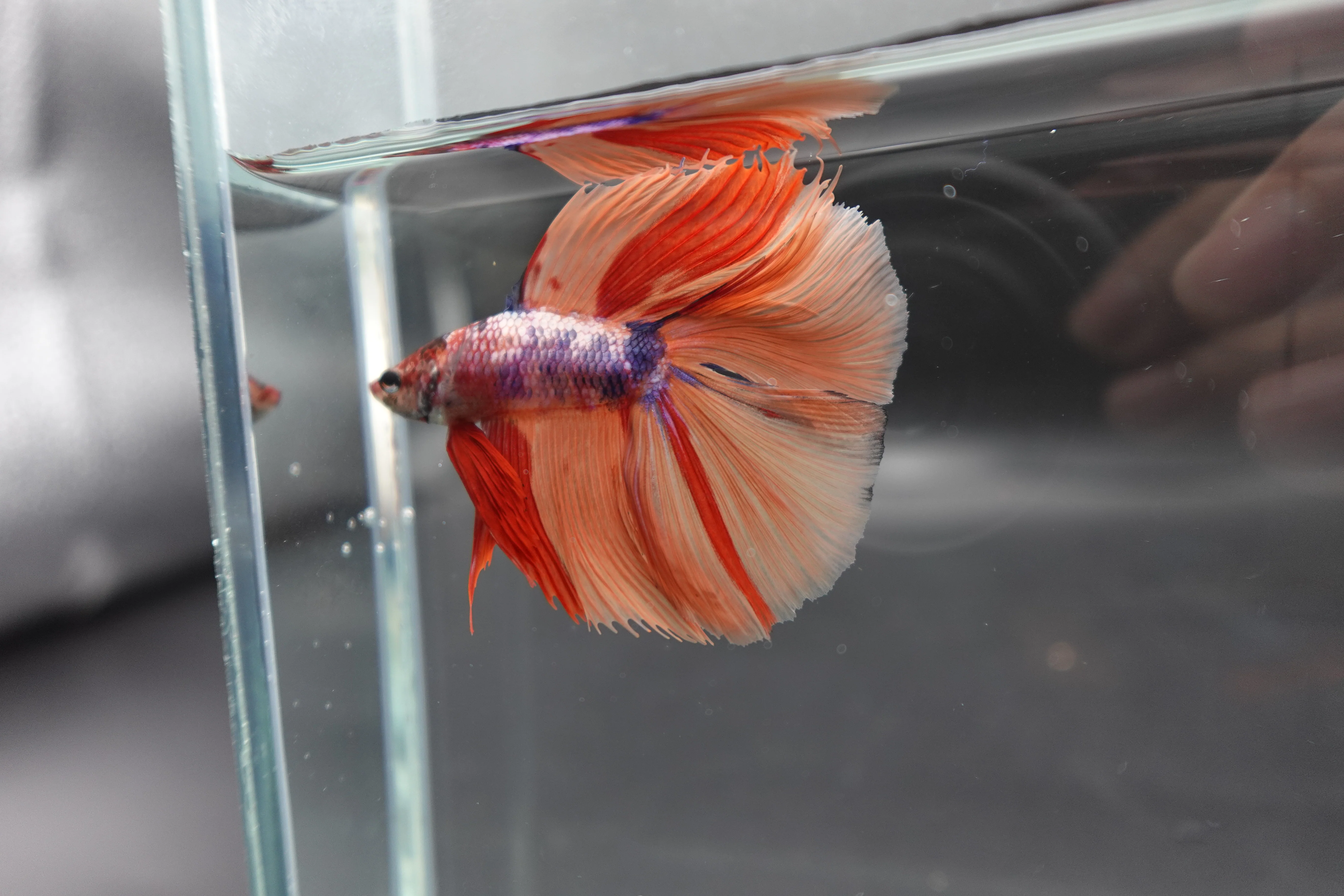 Rare Fullmoon Multicolors Betta Fish (Male) - Image 2