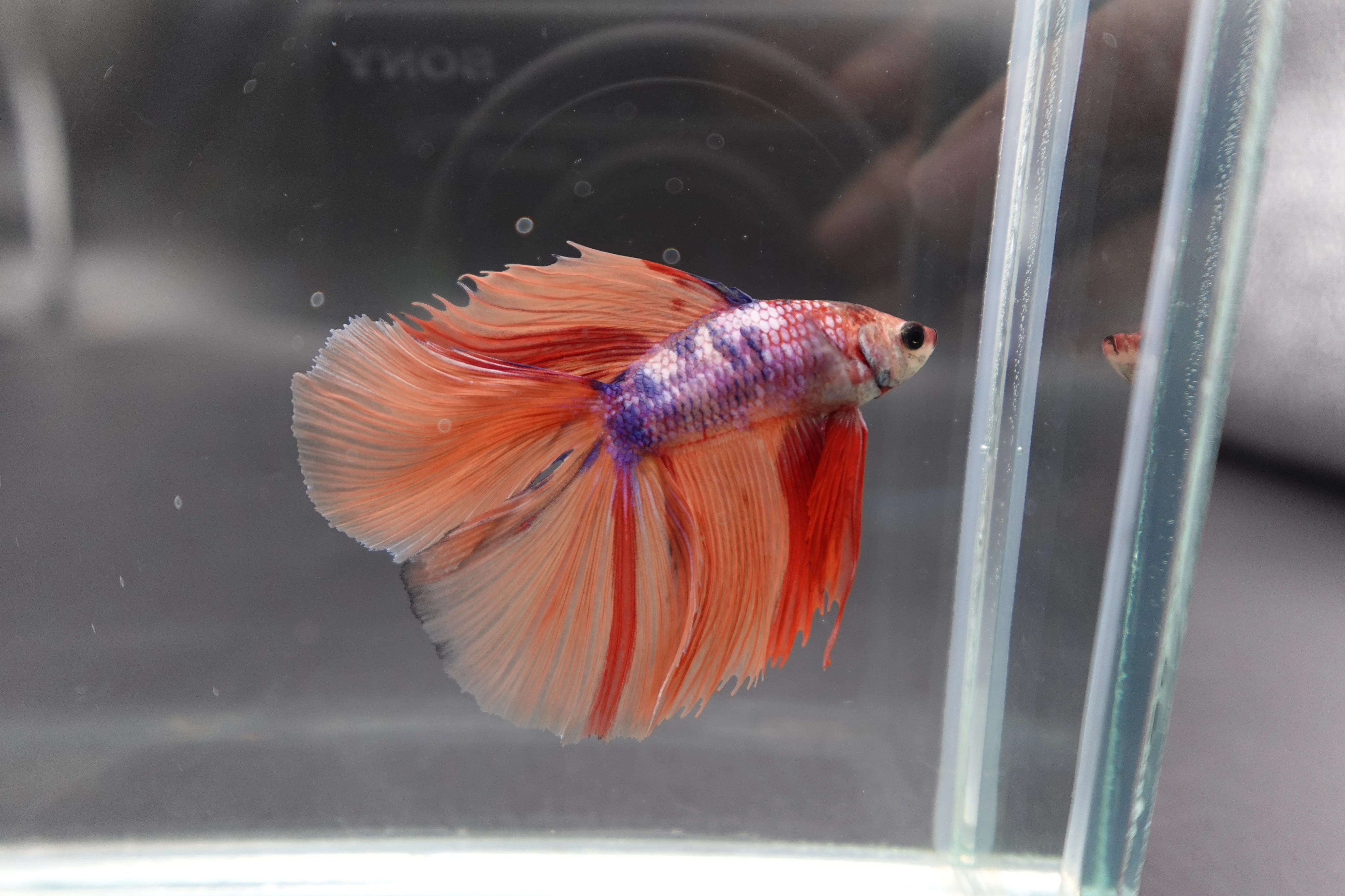 Rare Fullmoon Multicolors Betta Fish (Male) - Image 3