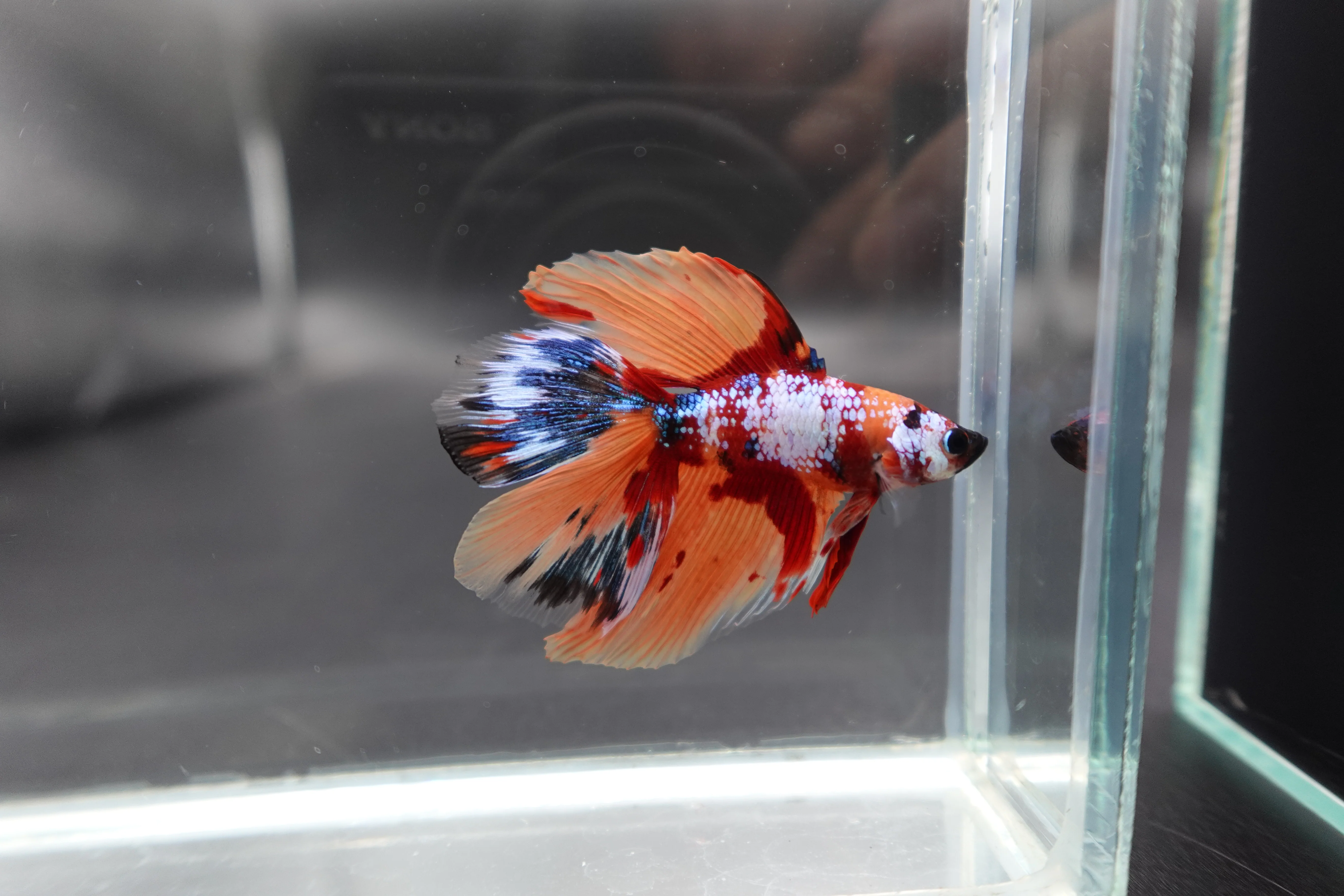 Rare Fullmoon Multicolors Betta Fish (Male) - Image 2