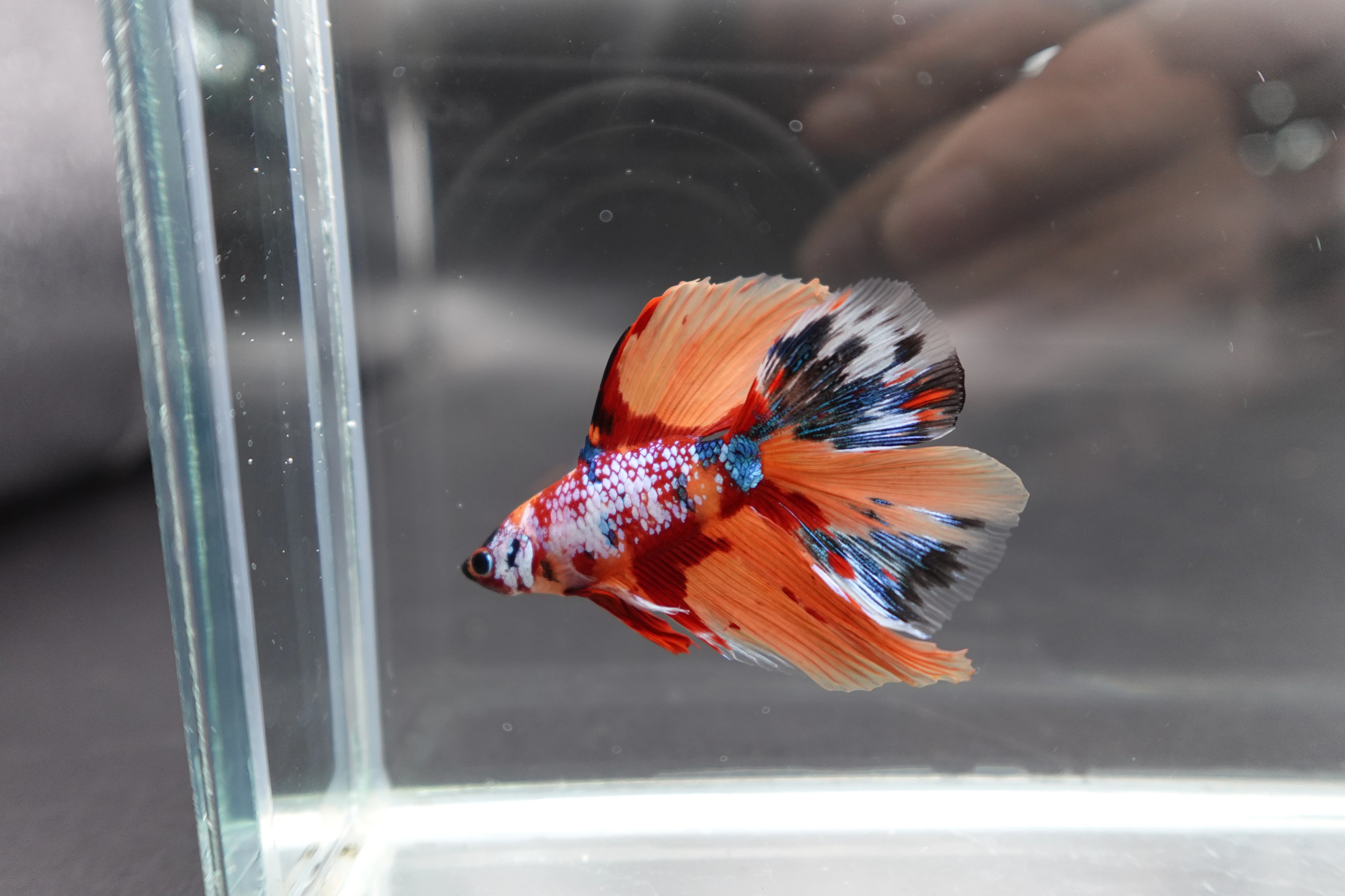 Rare Fullmoon Multicolors Betta Fish (Male) - Image 3
