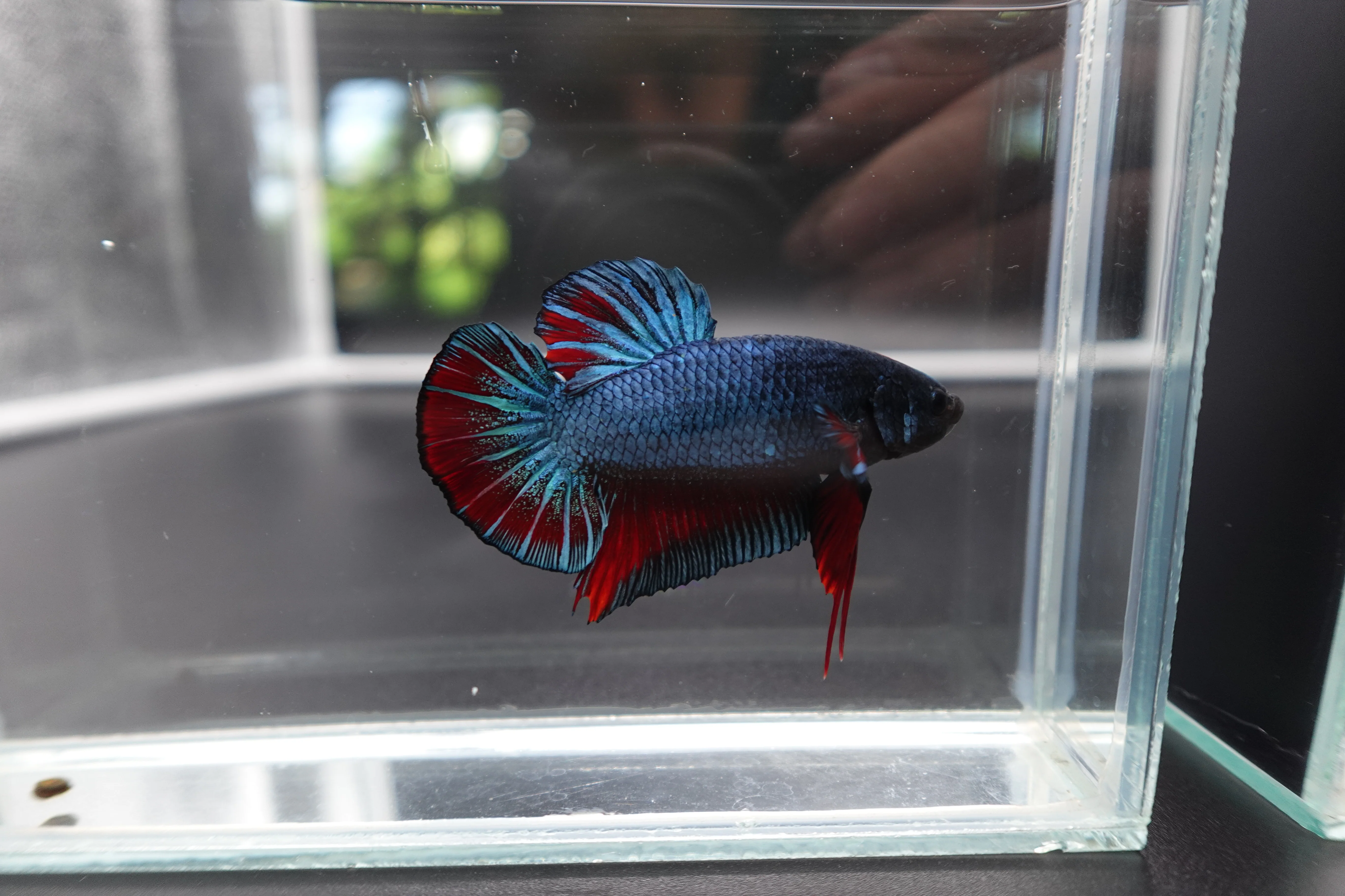 Rare Giant Antique Betta Fish (Male) - Image 2