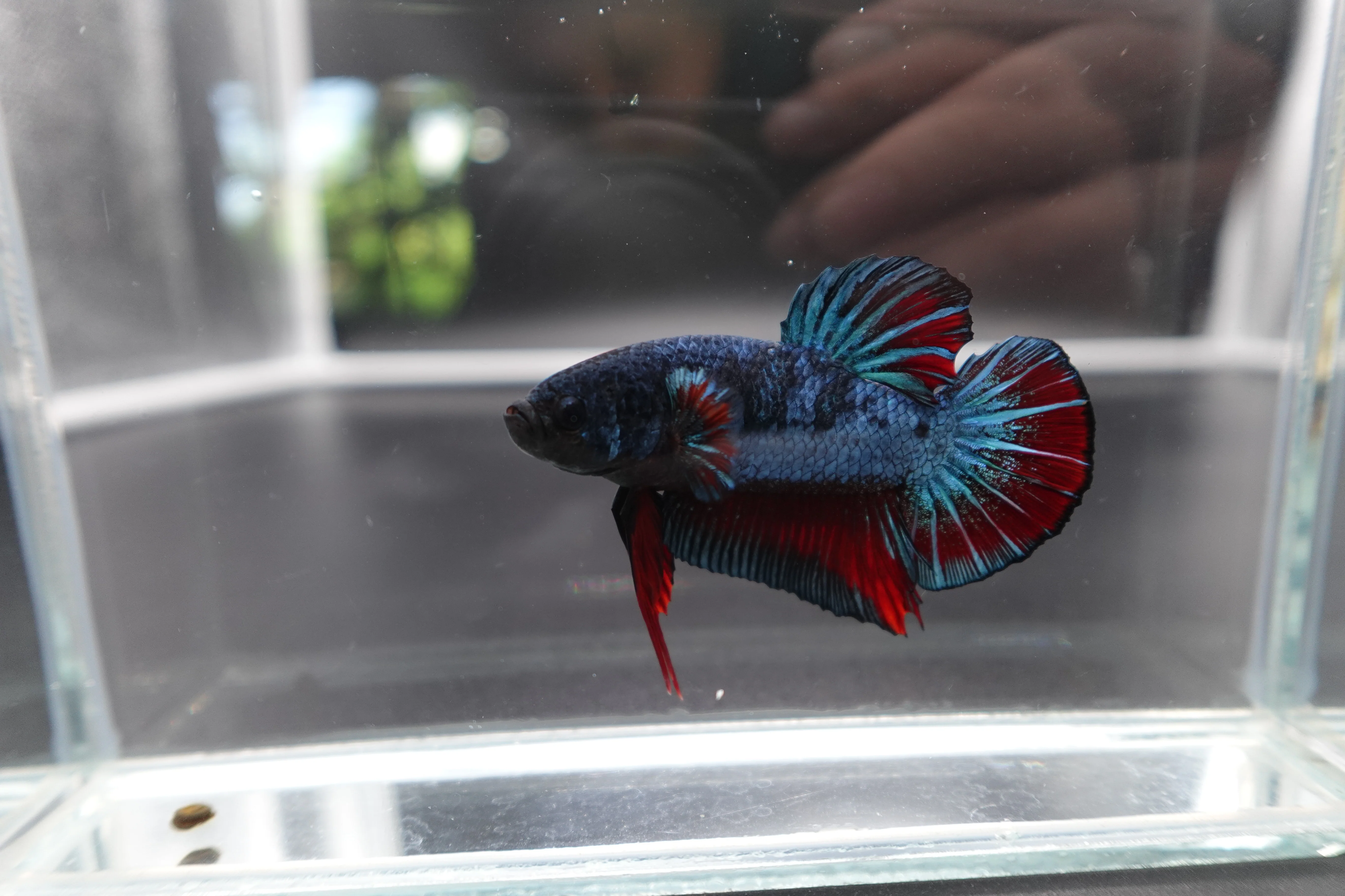 Rare Giant Antique Betta Fish (Male) - Image 3