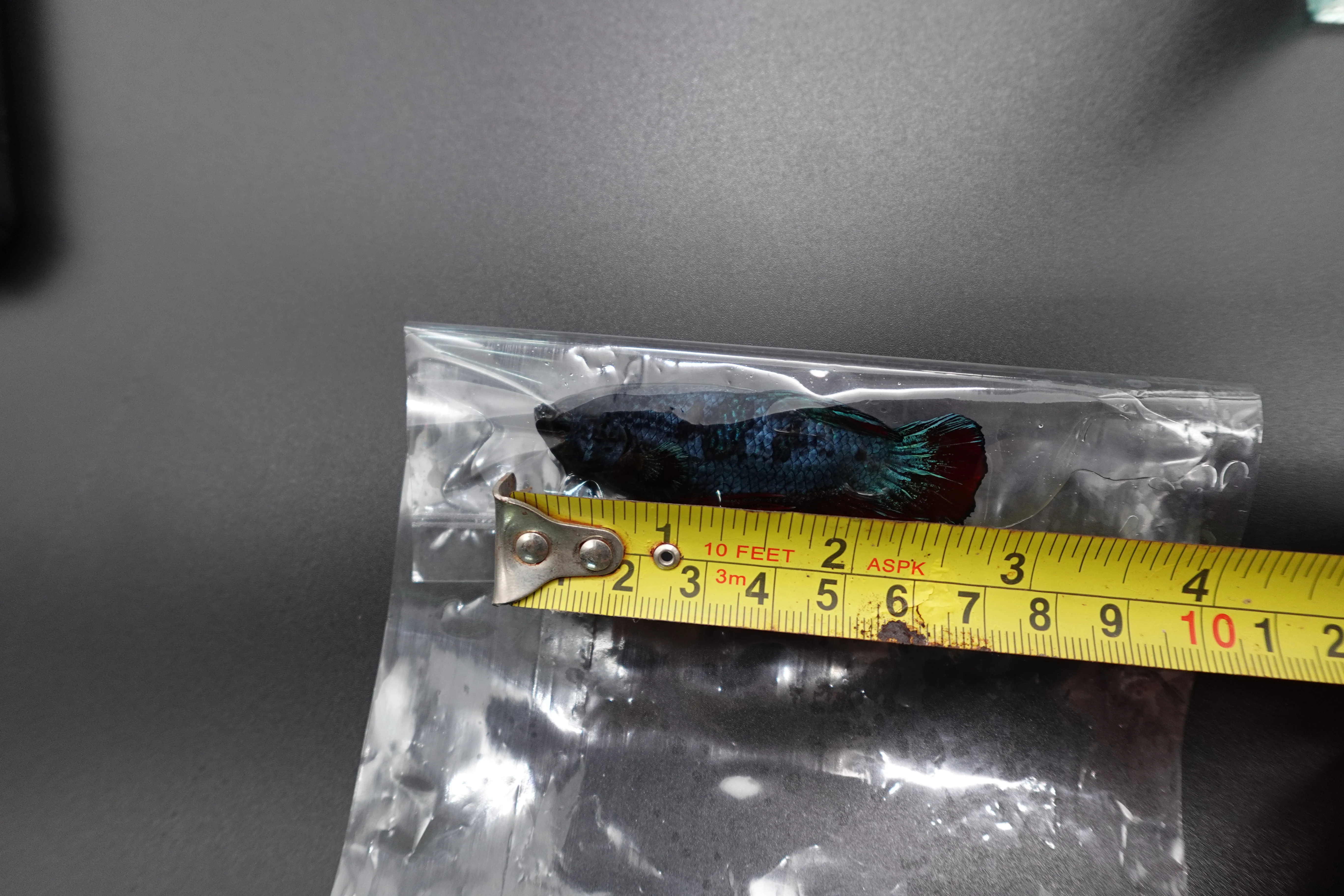 Rare Giant Antique Betta Fish (Male) - Image 4