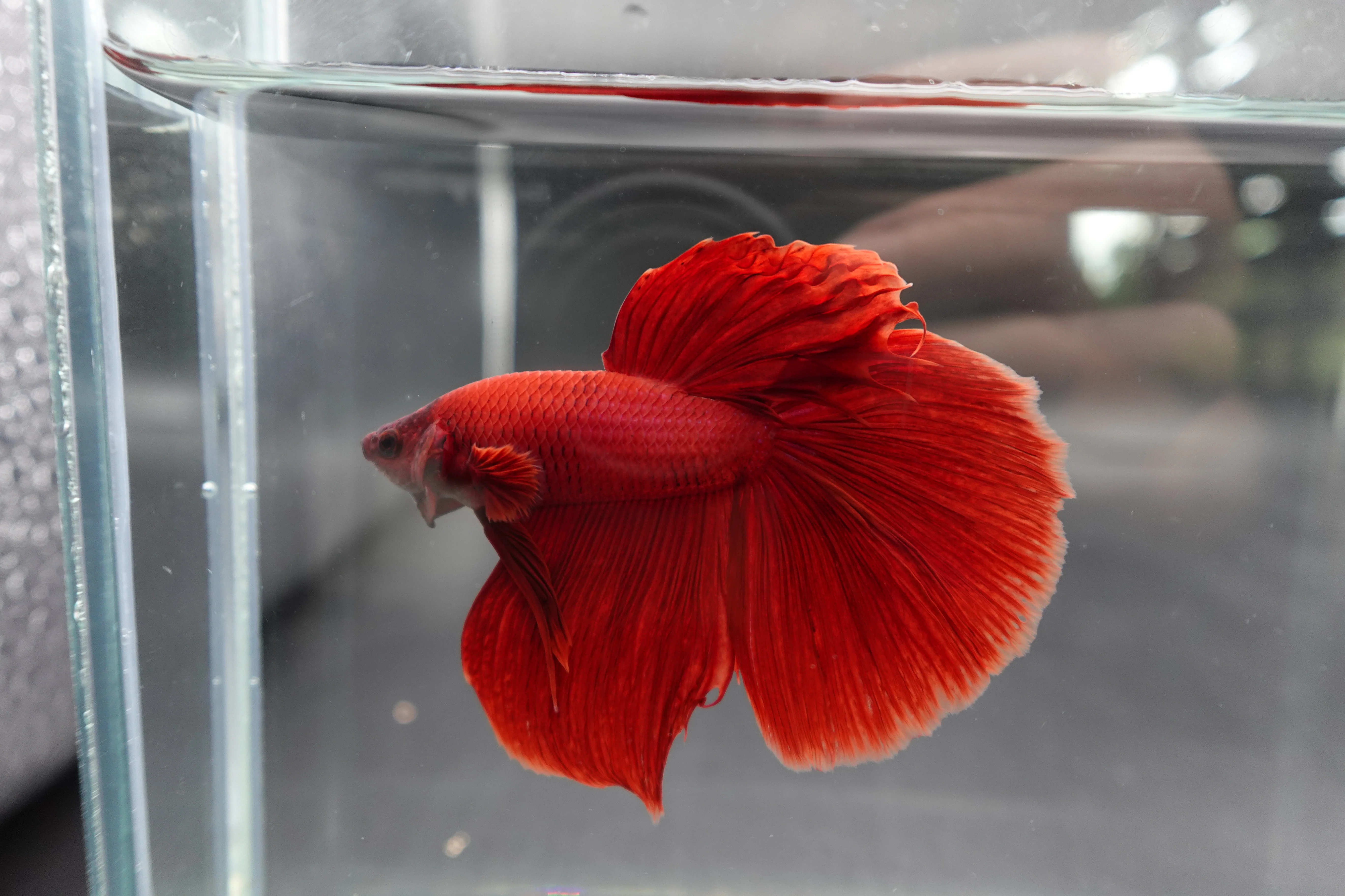 Rare Giant Halfmoon Super Red Betta Fish (Male) - Image 2