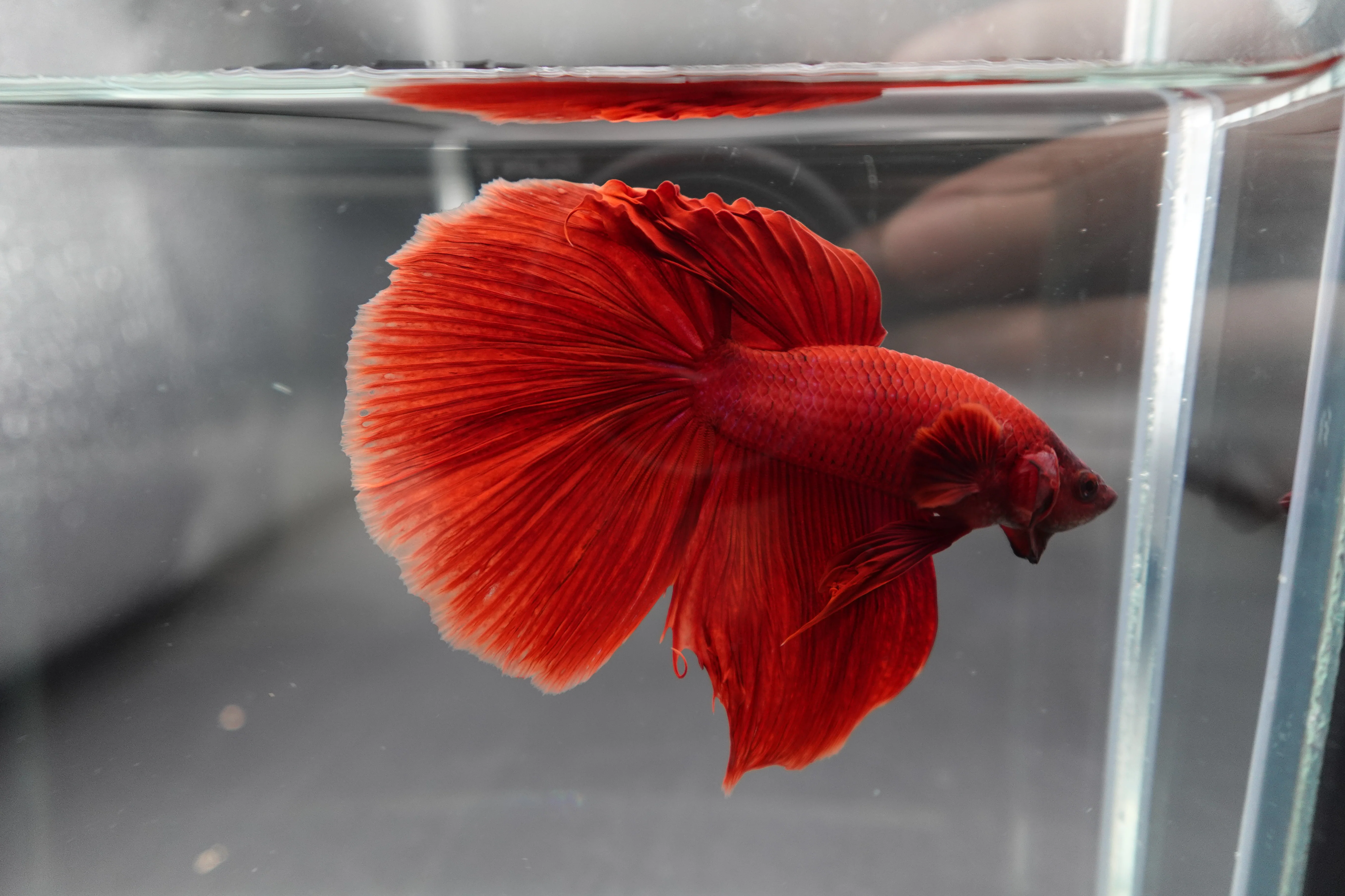 Rare Giant Halfmoon Super Red Betta Fish (Male) - Image 3