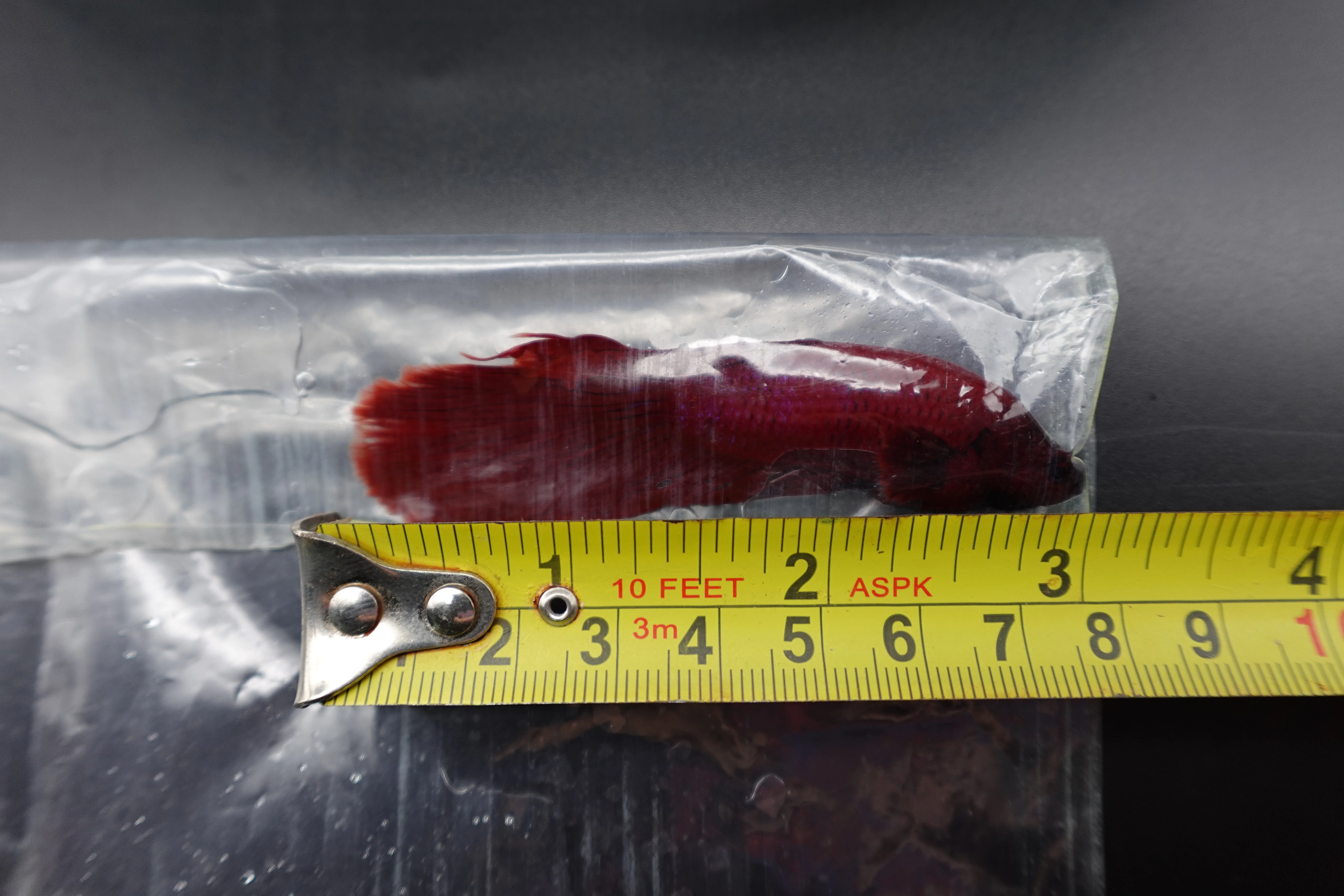 Rare Giant Halfmoon Super Red Betta Fish (Male) - Image 4