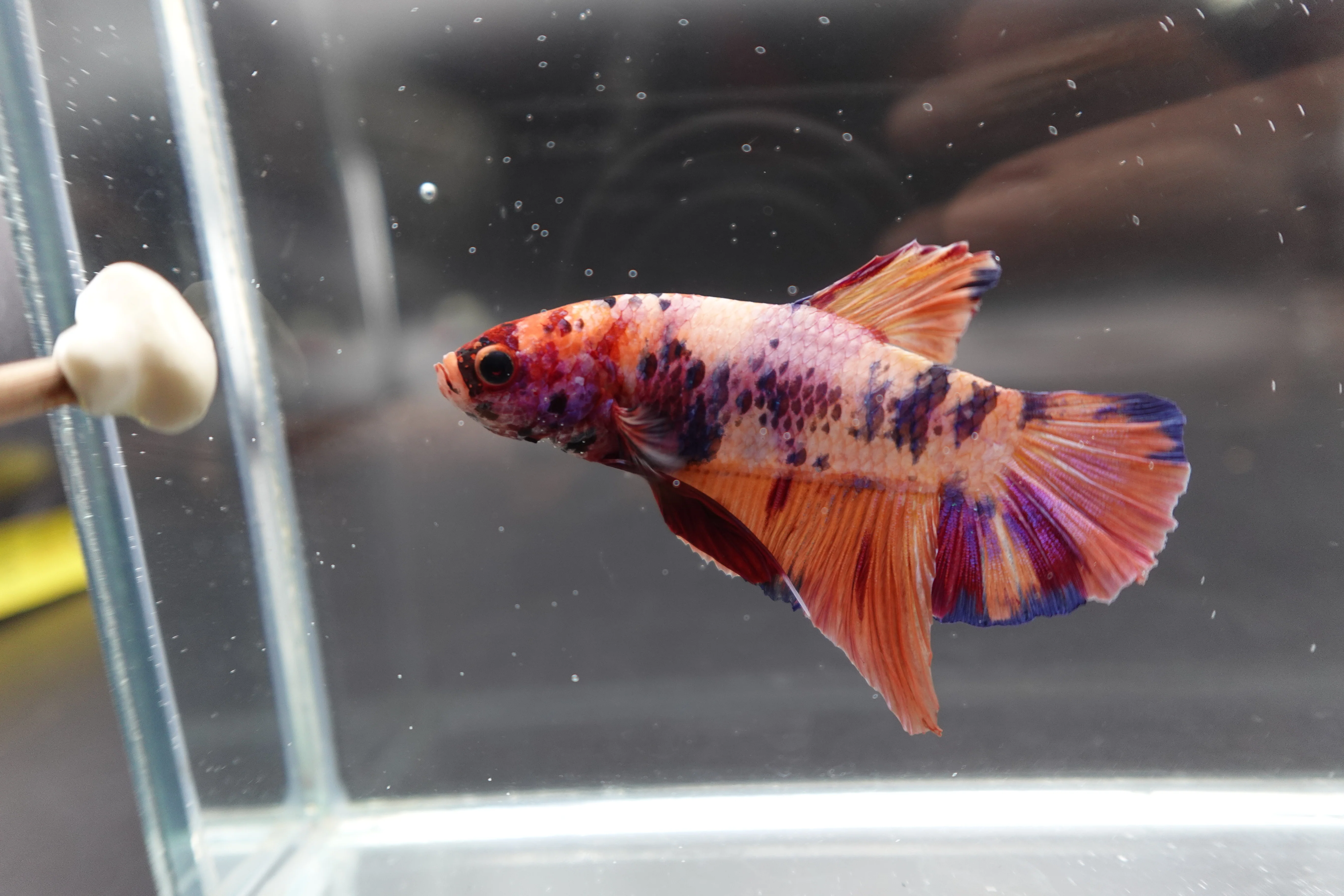 Rare Giant Multicolors Betta Fish (Male) - Image 3