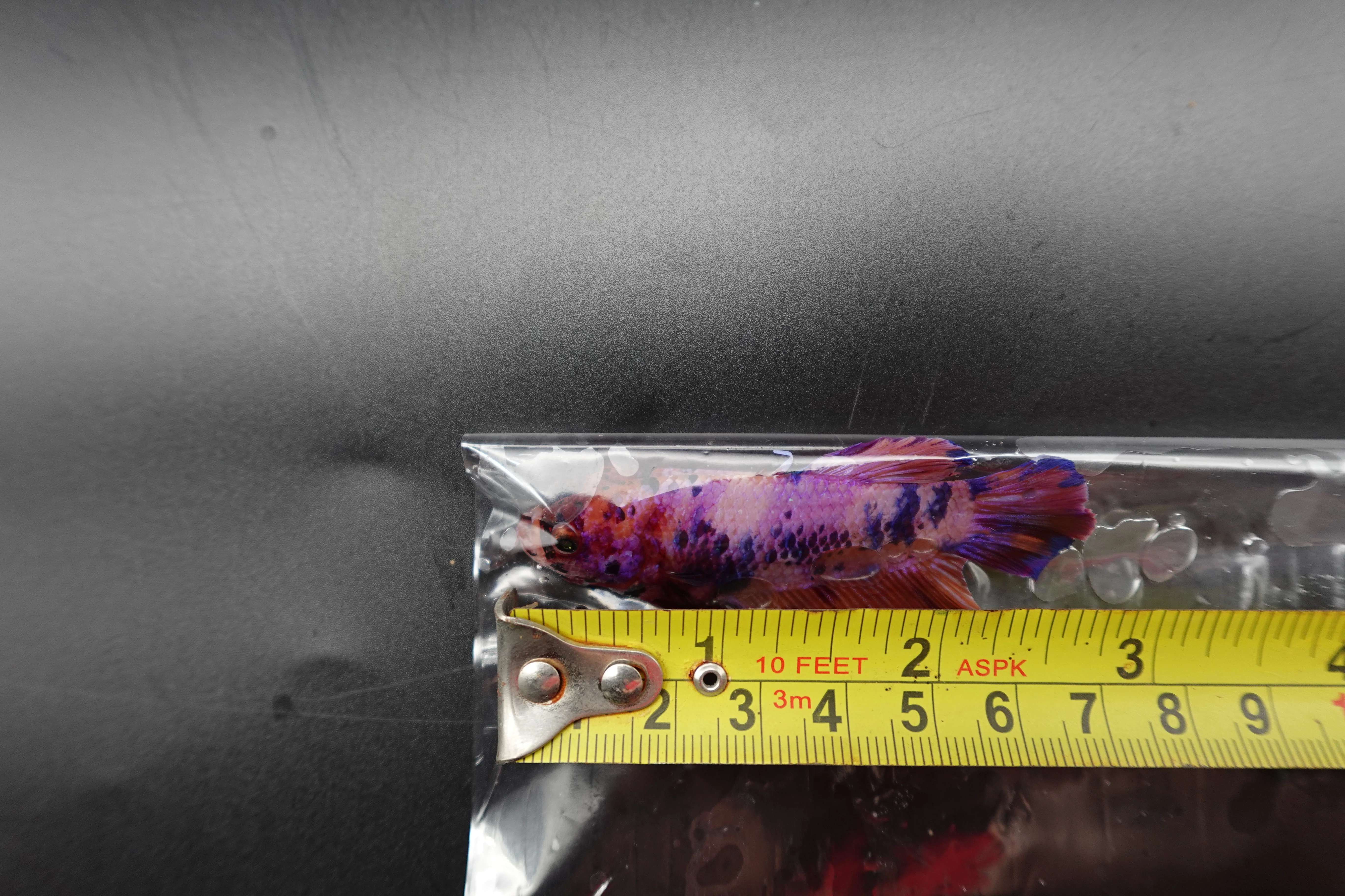 Rare Giant Multicolors Betta Fish (Male) - Image 4