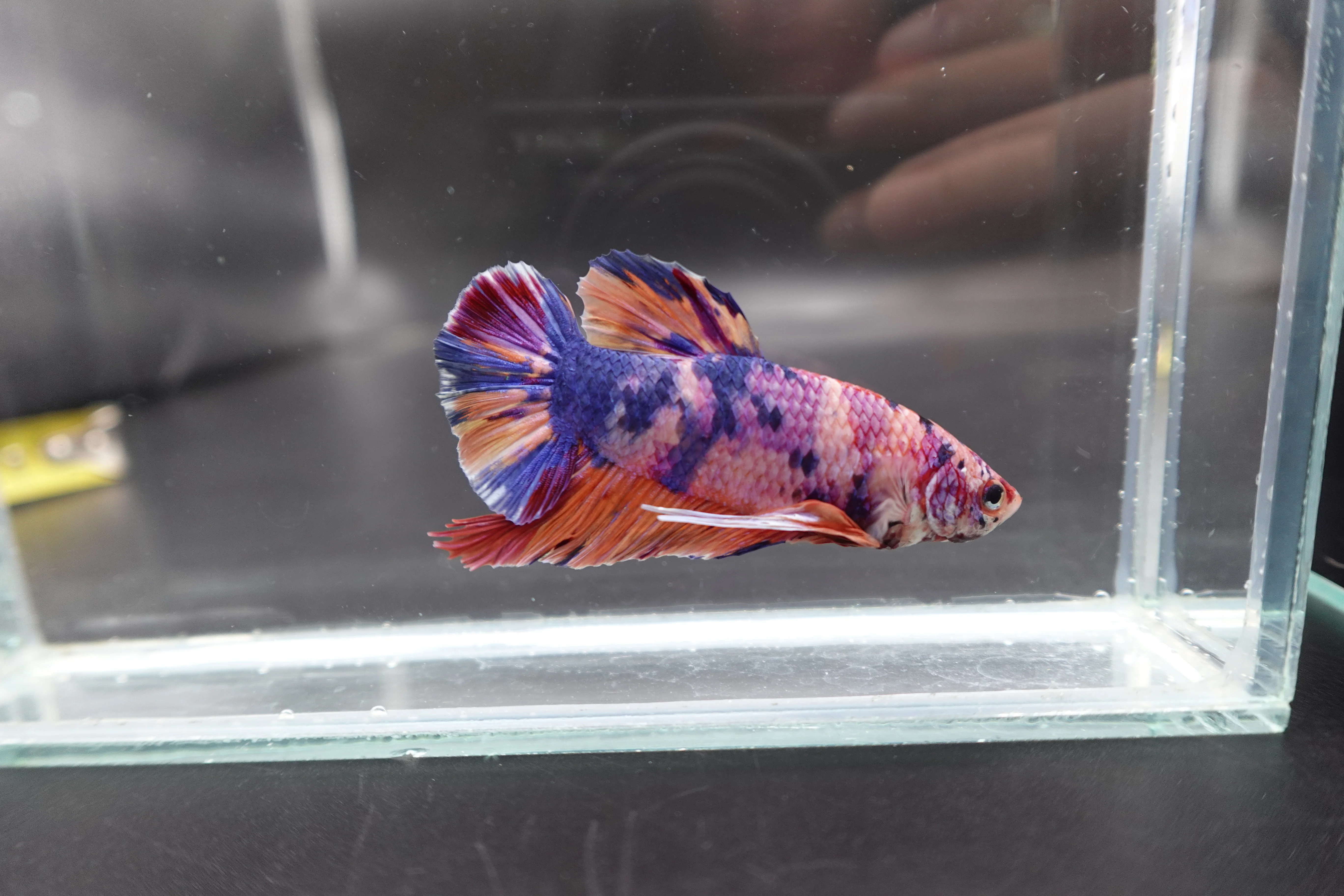 Rare Giant Multicolors Betta Fish (Male) - Image 2