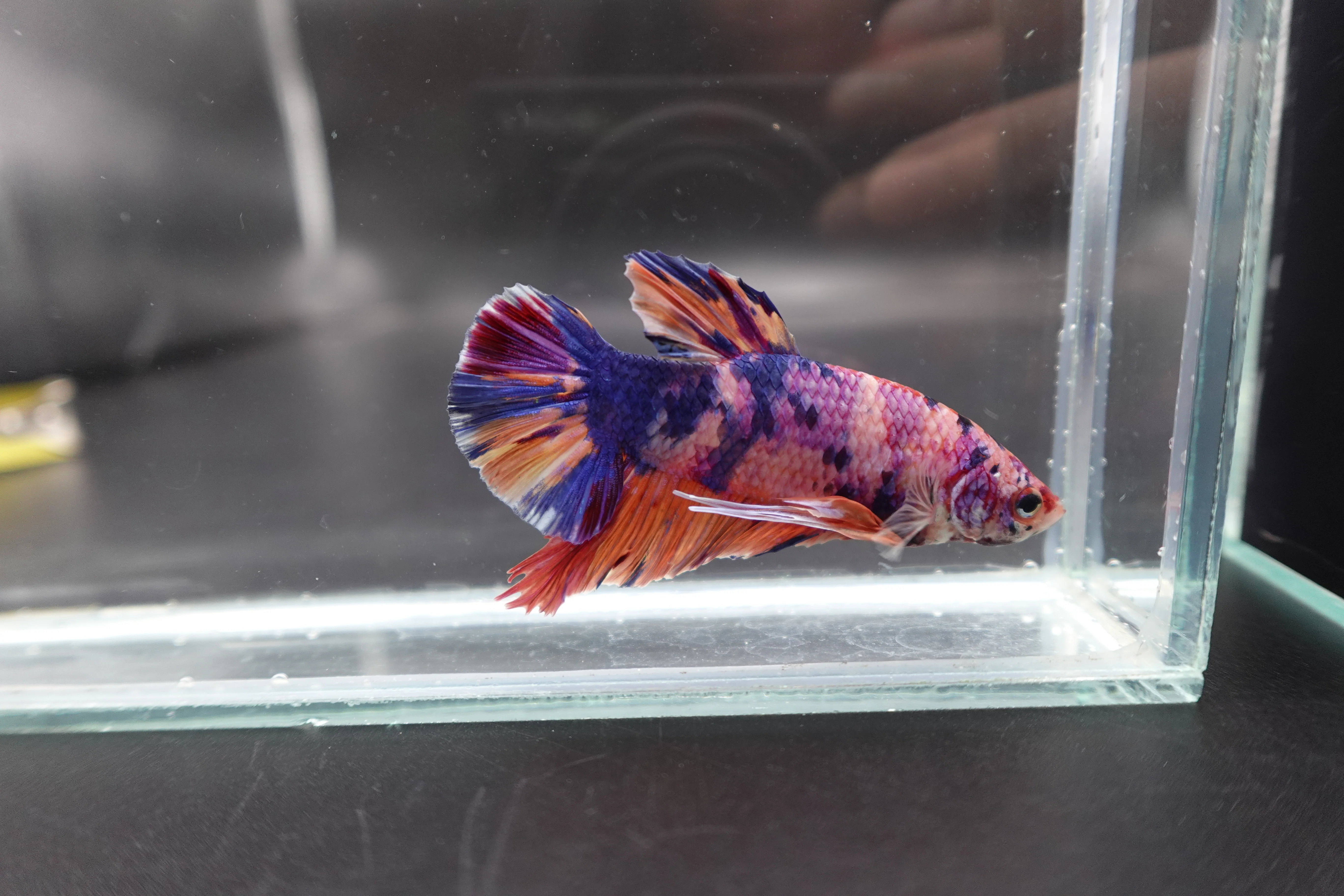 Rare Giant Multicolors Betta Fish (Male) - Image 3
